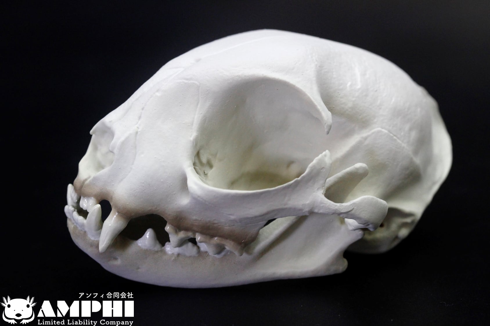 高品質！ネコの頭骨　３点セット　SKULLS UNLIMITED社 高品質！ネコの頭骨 3点セット SKULLS UNLIMITED社