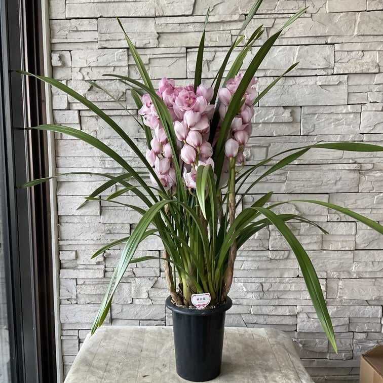 送料無料】シンビジウム 純恋花 6.3寸鉢 5F | 橋本種苗園