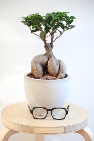 【M】ガジュマル/Ficus microcarpa