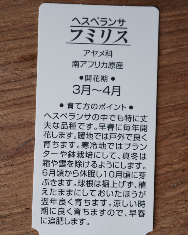 ヘスペランサ  フミリス （球根植物）