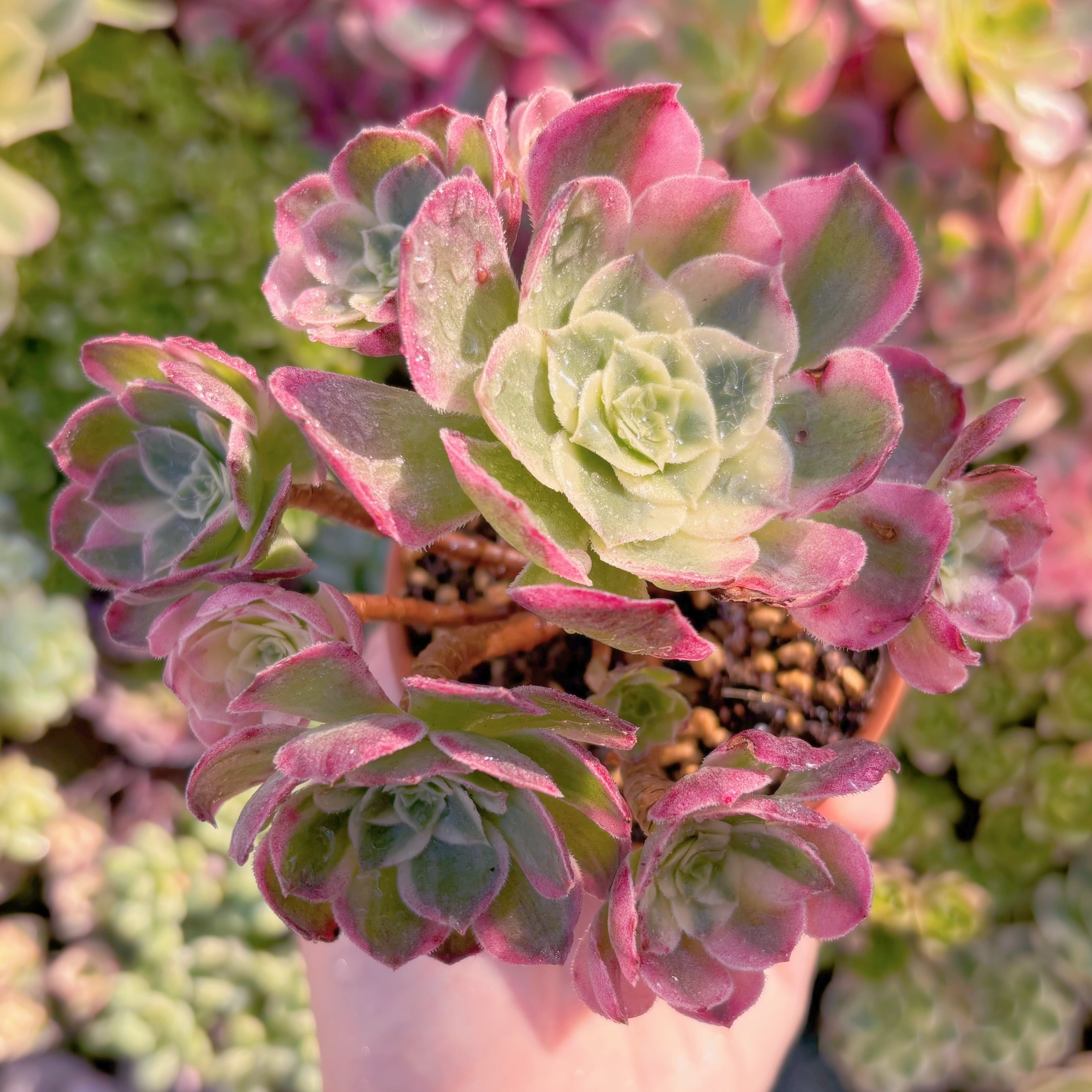 現品　玉姿#K022　群生　るる農園