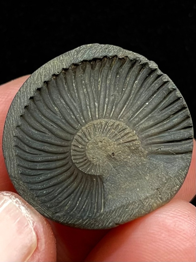 18) 聖石！繁栄を導くネパール・ヒマラヤ「スーパー・シャリグラム」小型(御神体入り)