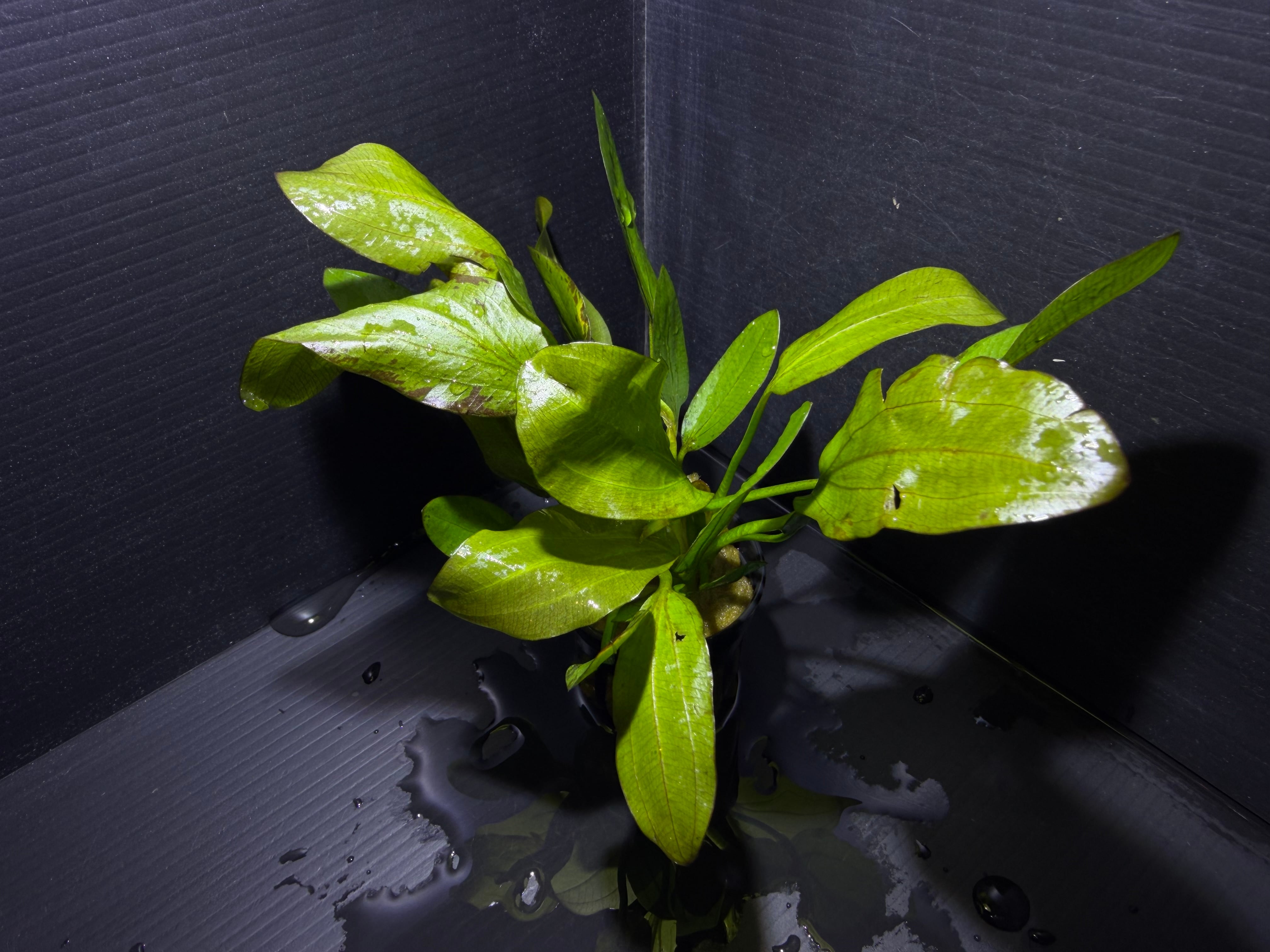 Bucephalandra sp. Purple Wave (ブセファランドラsp. パープル