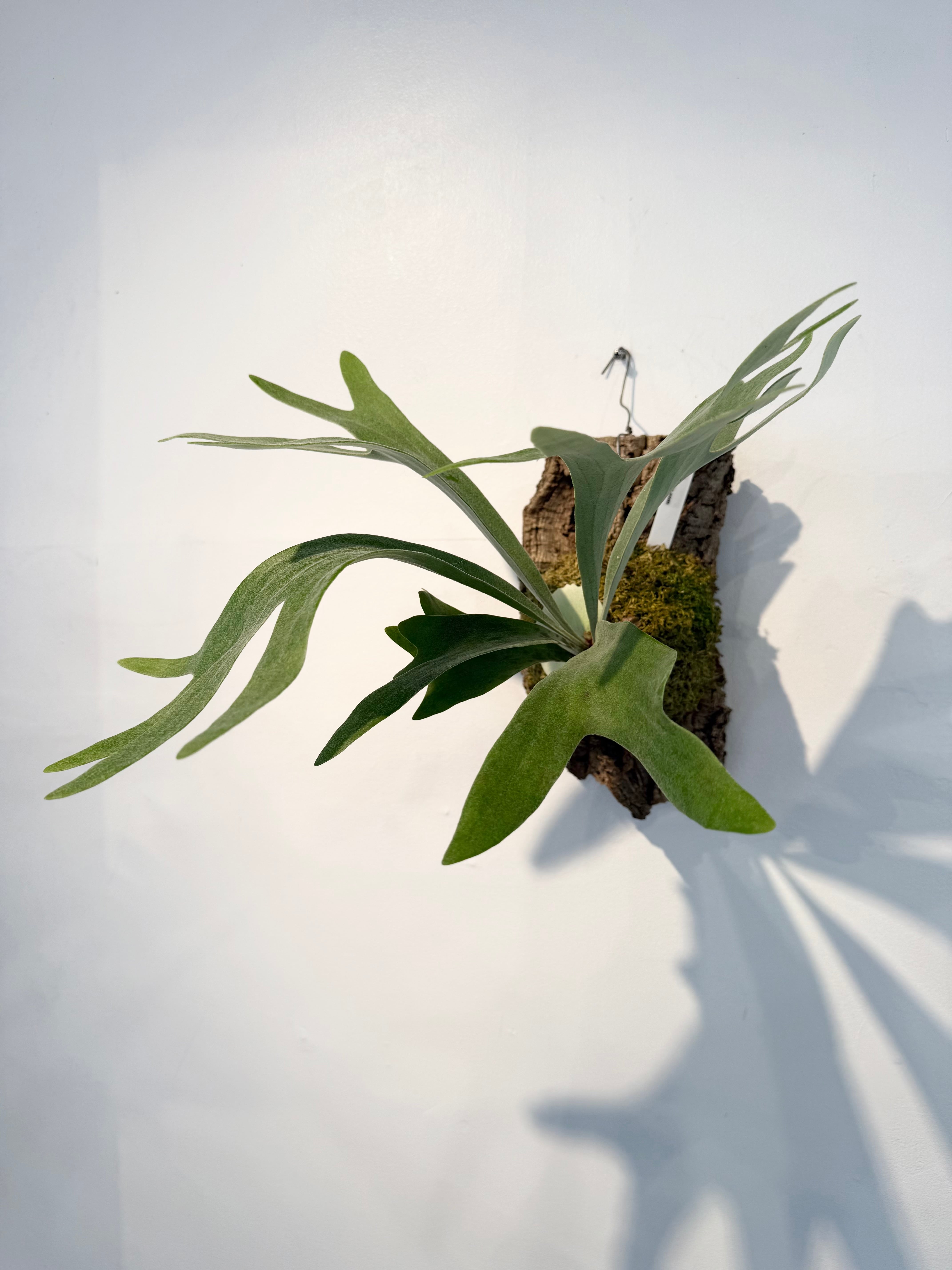 a) P. 'Bambi' ビカクシダ バンビ | vandaka plants