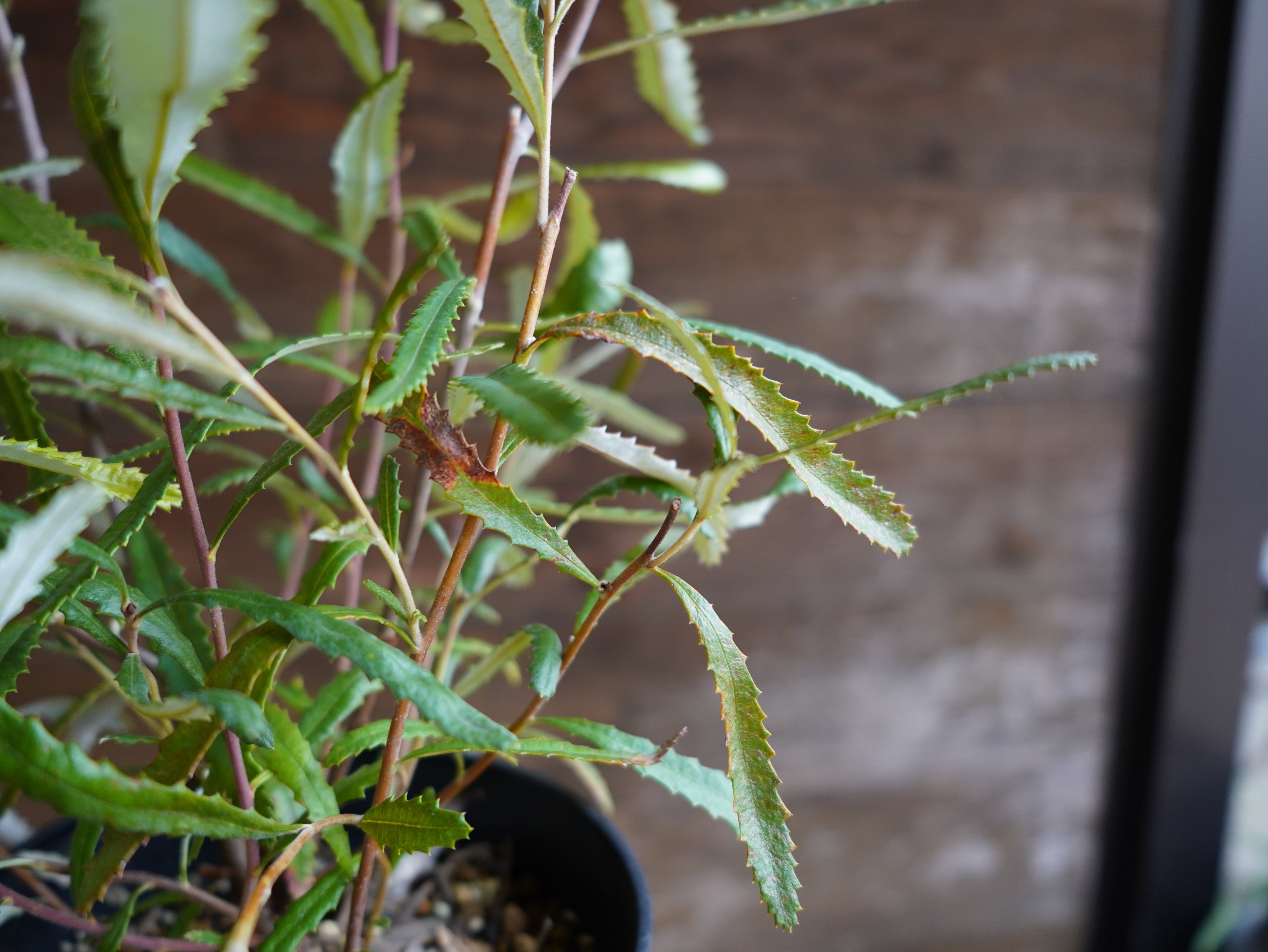 【現物】バンクシア　”オブロンギフォリア”　A