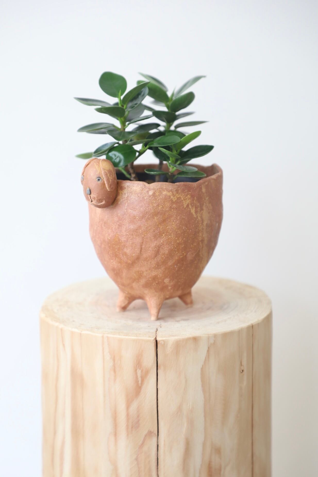L】【都内近郊限定配送】【140cm】フィカス アルテシマ/Ficus L】【都内近郊限定配送】【140cm】フィカス アルテシマ/Ficus