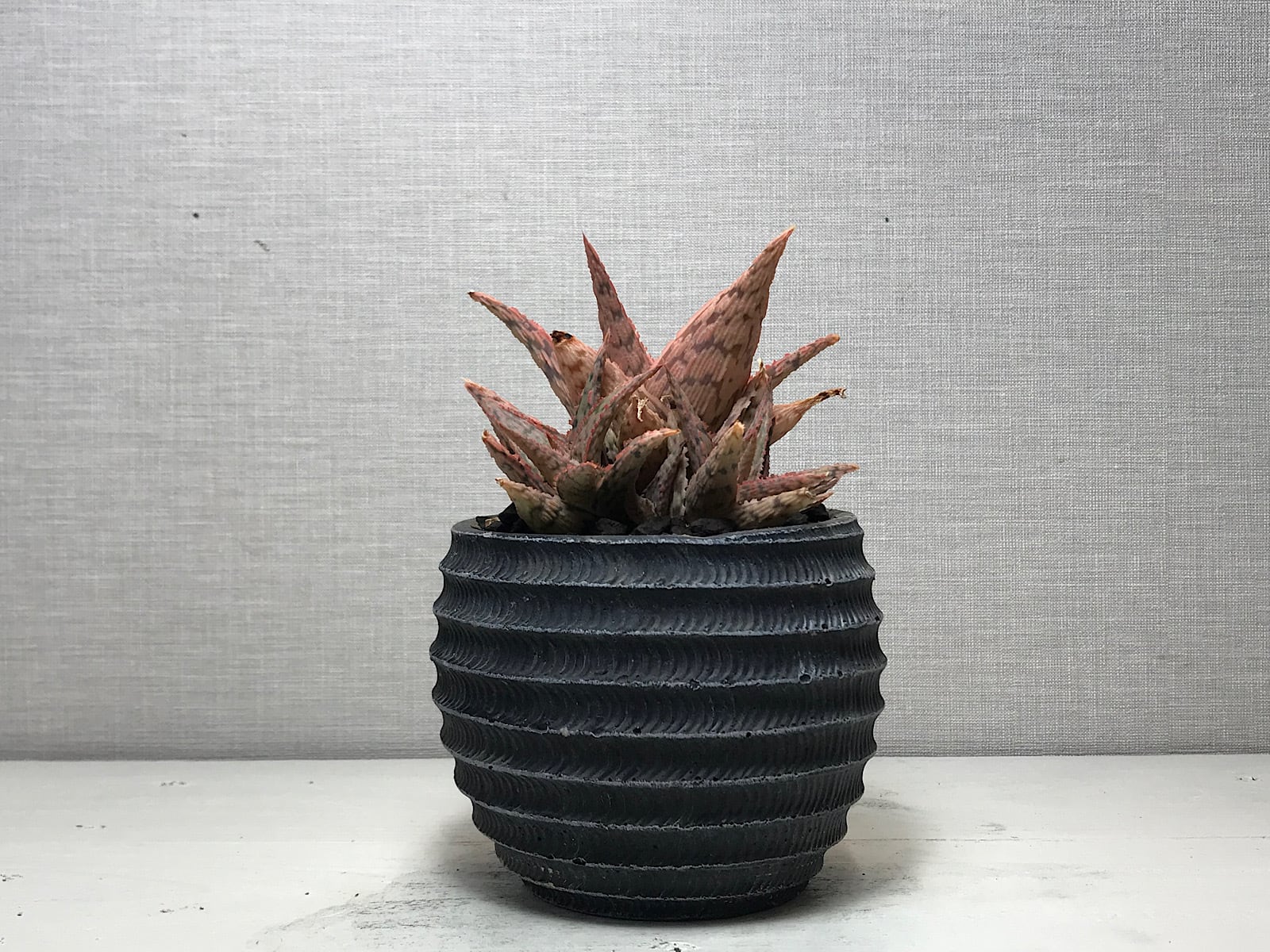 アロエ ピンクブラッシュ