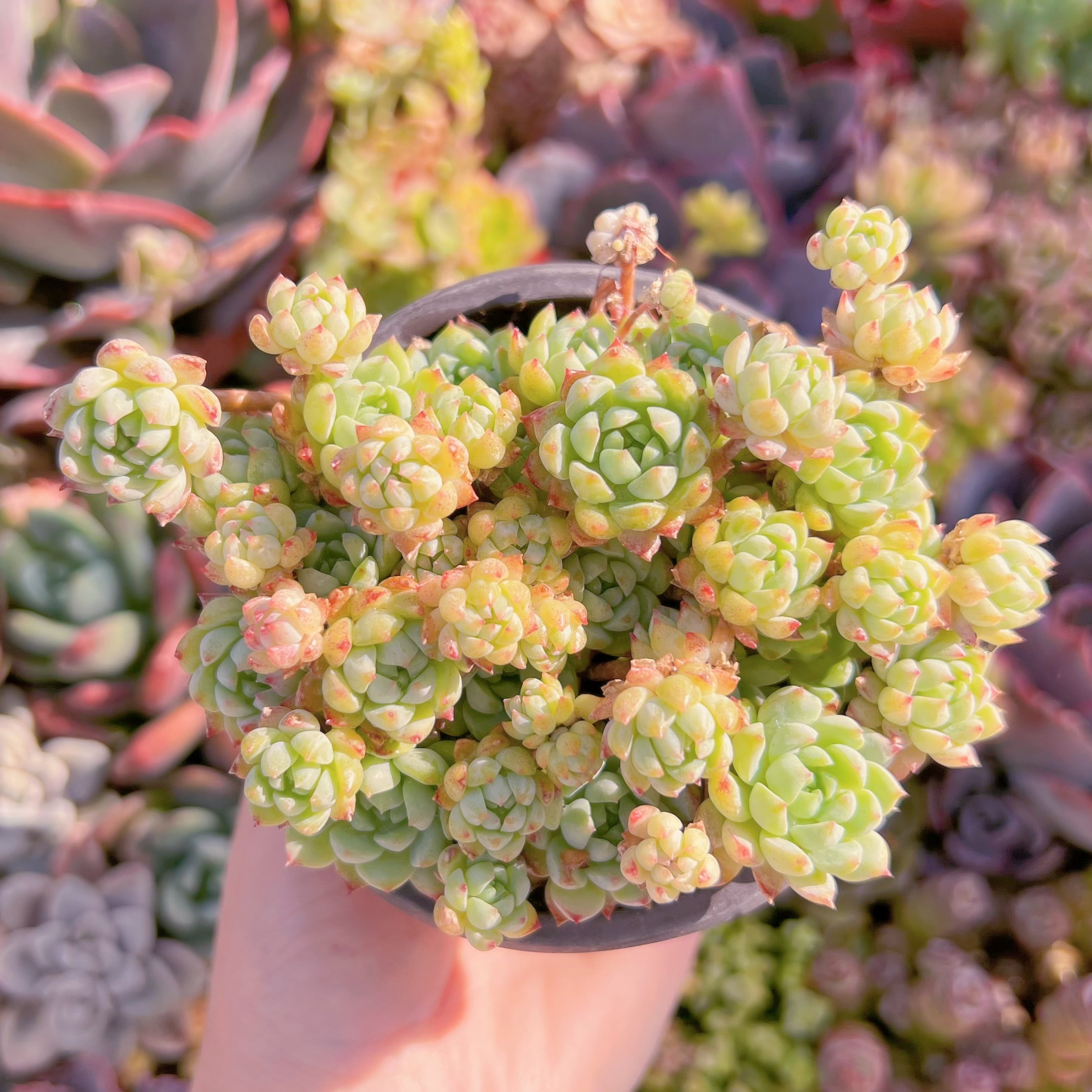 現品　グロブローサxブルーミニマ#1125　るる農園