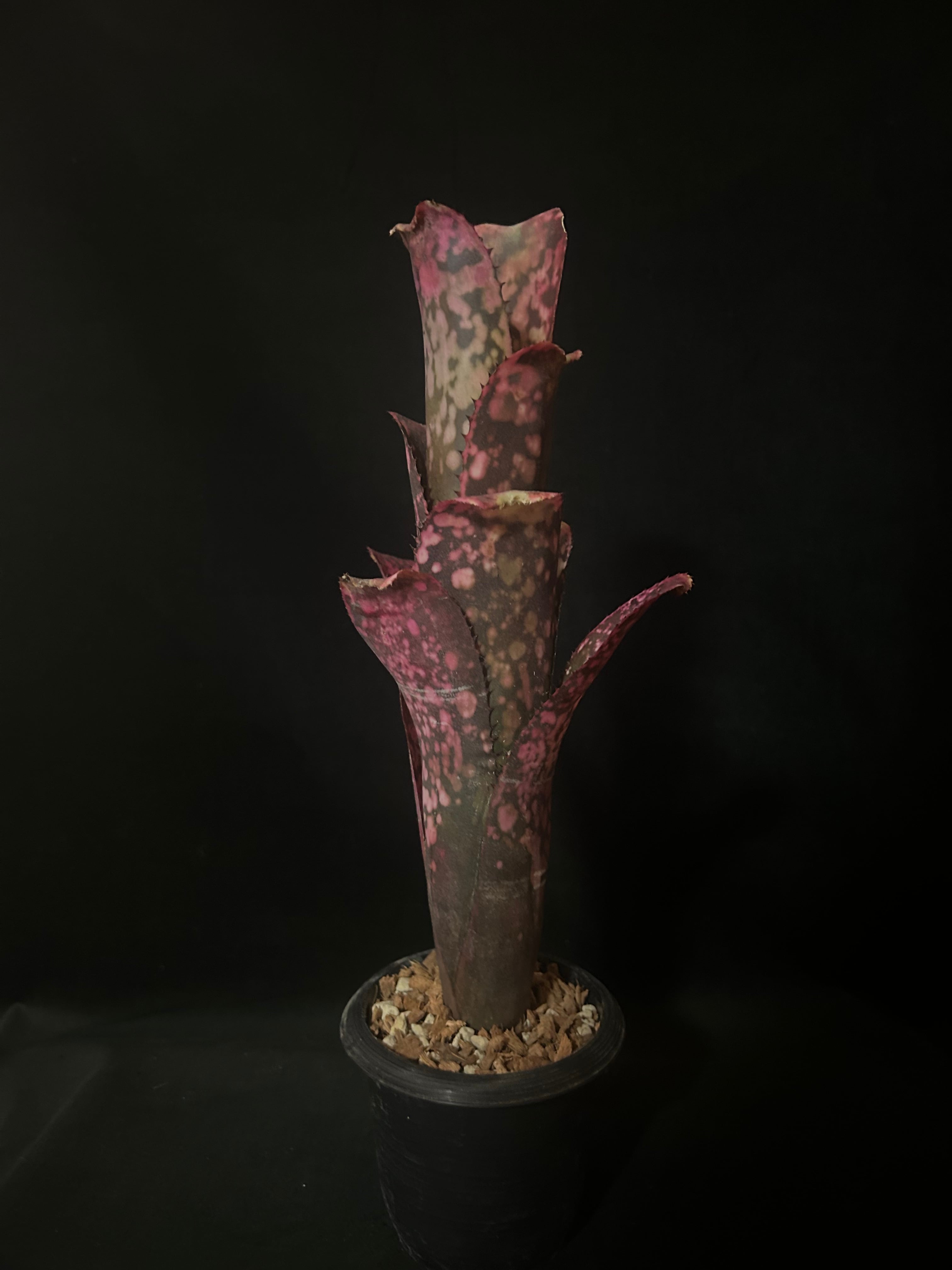 ビカクシダ P.Willinckii roll wild sp Ponorogo from East Java | Pay ID