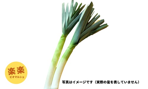 西洋ねぎ（リーキ―）４～6本