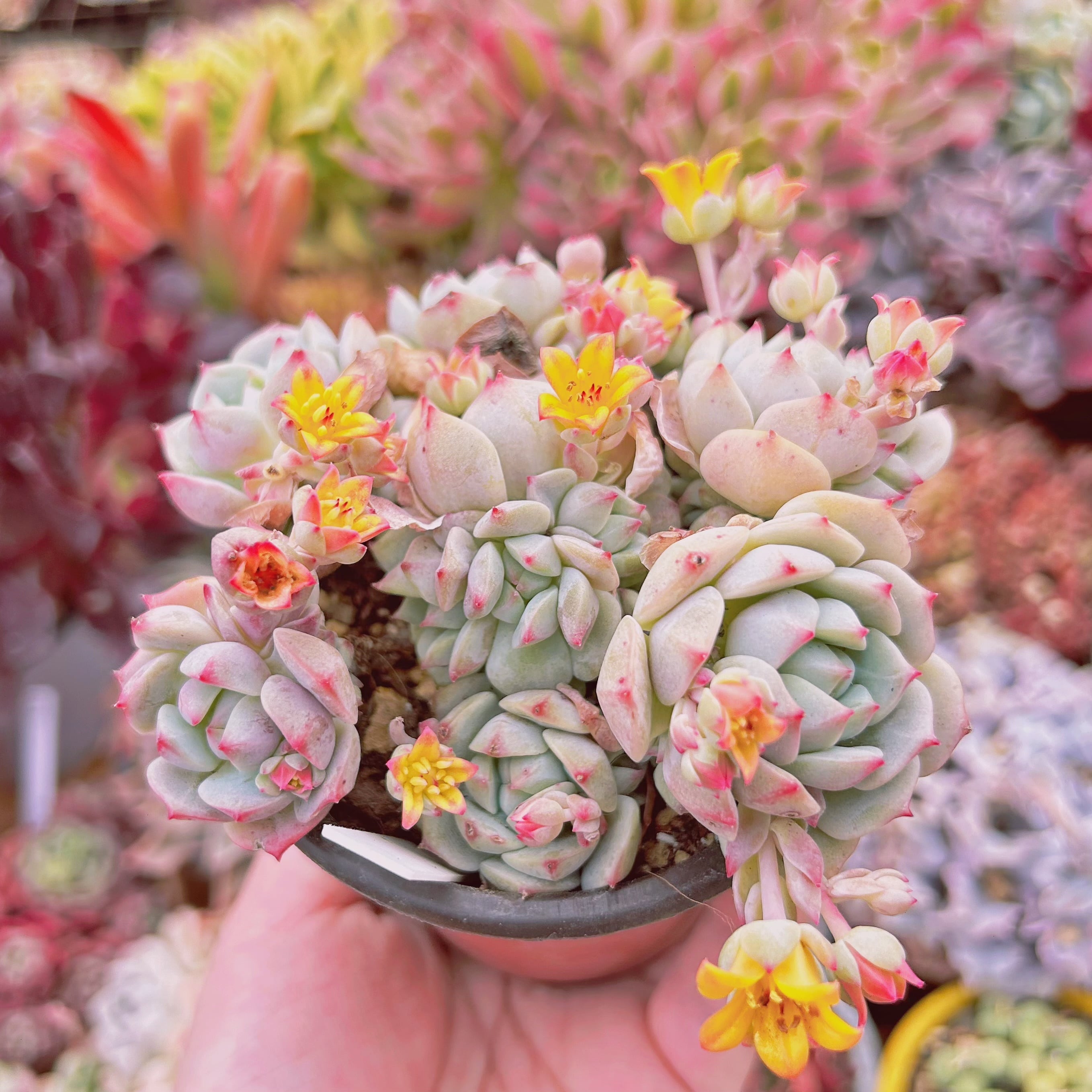 多肉植物 桜花 7頭以上 | るる農園~多肉植物専門