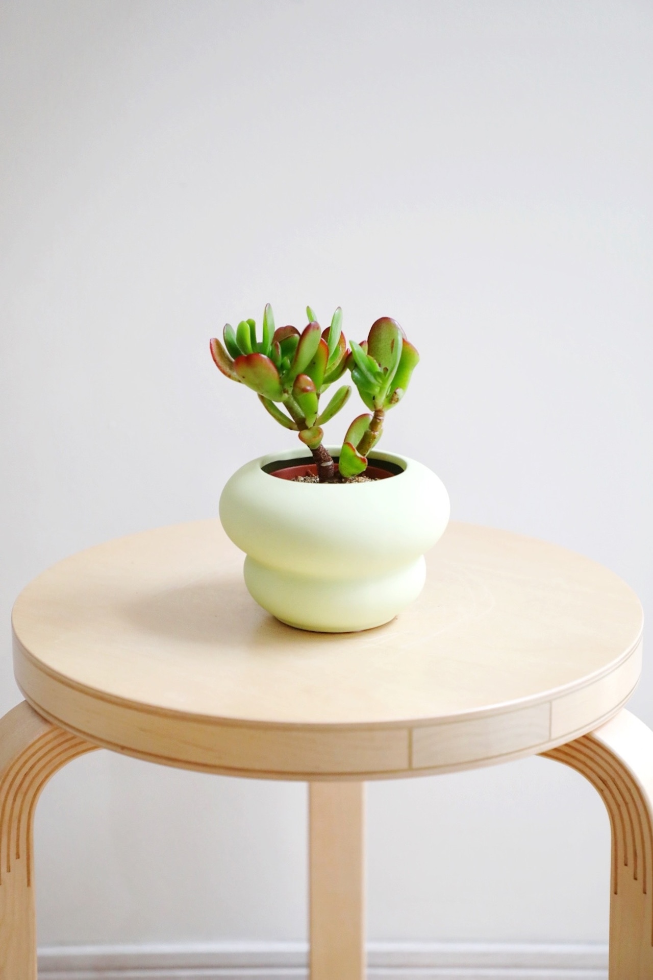 【S】花月/Crassula portulacea