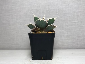 アガベ チタノタ ’狼人’（ロウジン）