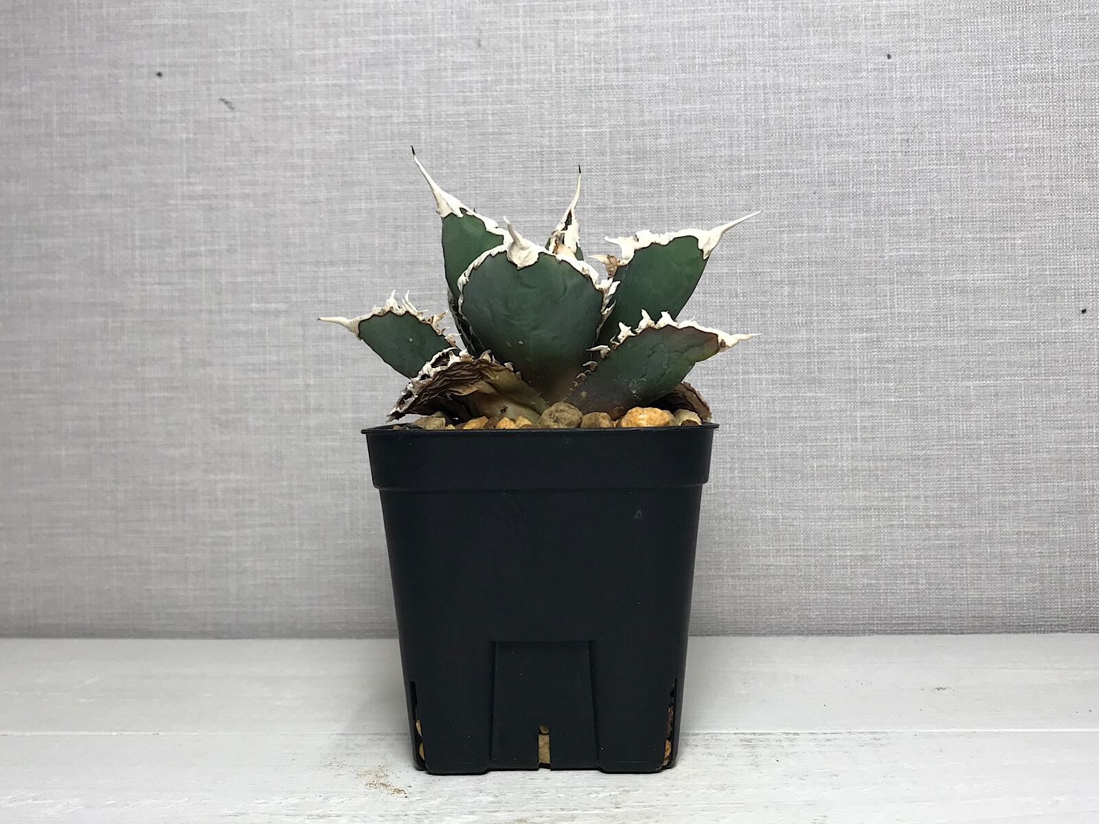 アガベ チタノタ ’狼人’（ロウジン）