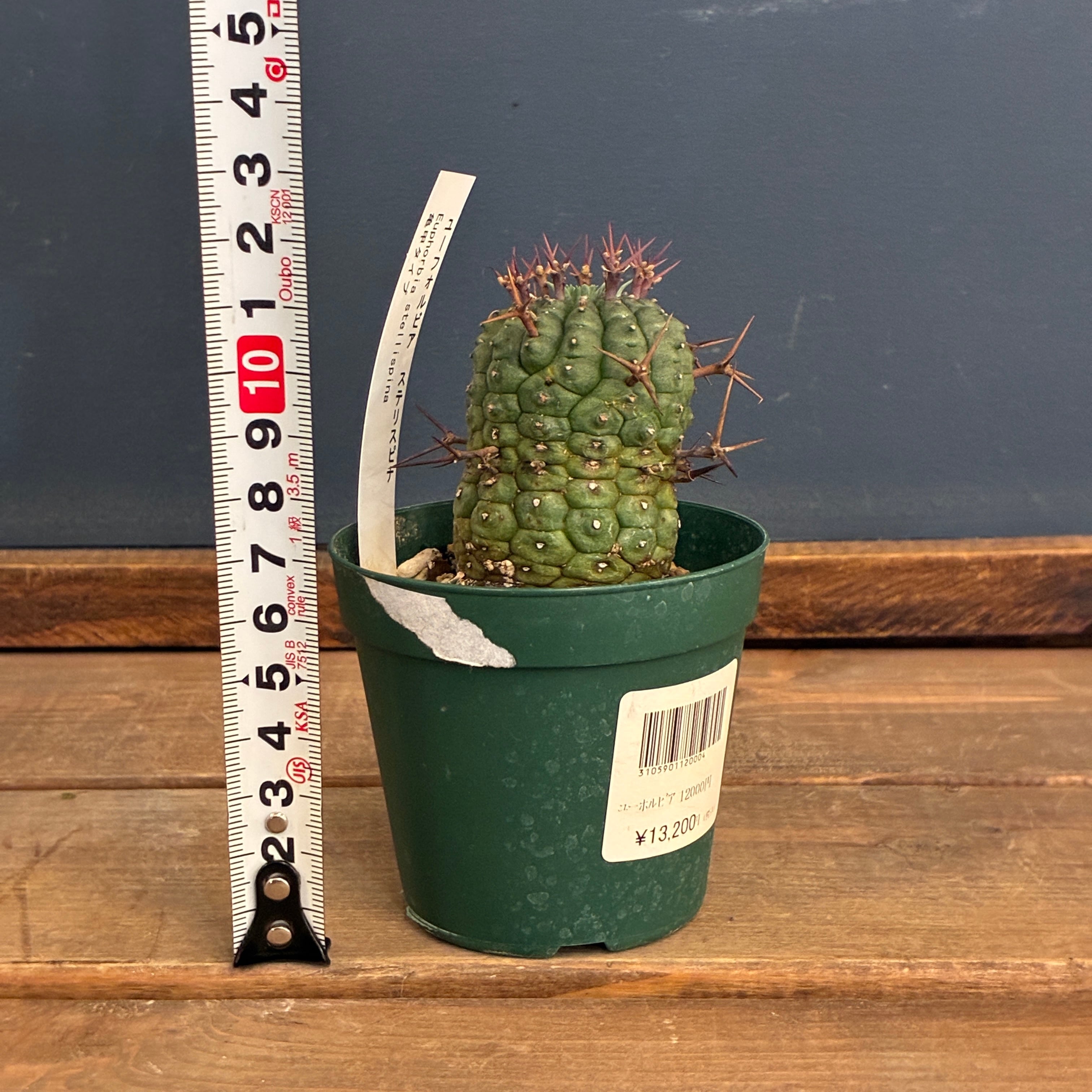 クリアランス】ユーフォルビア 群星冠 亀甲タイプ【552】【再撮影