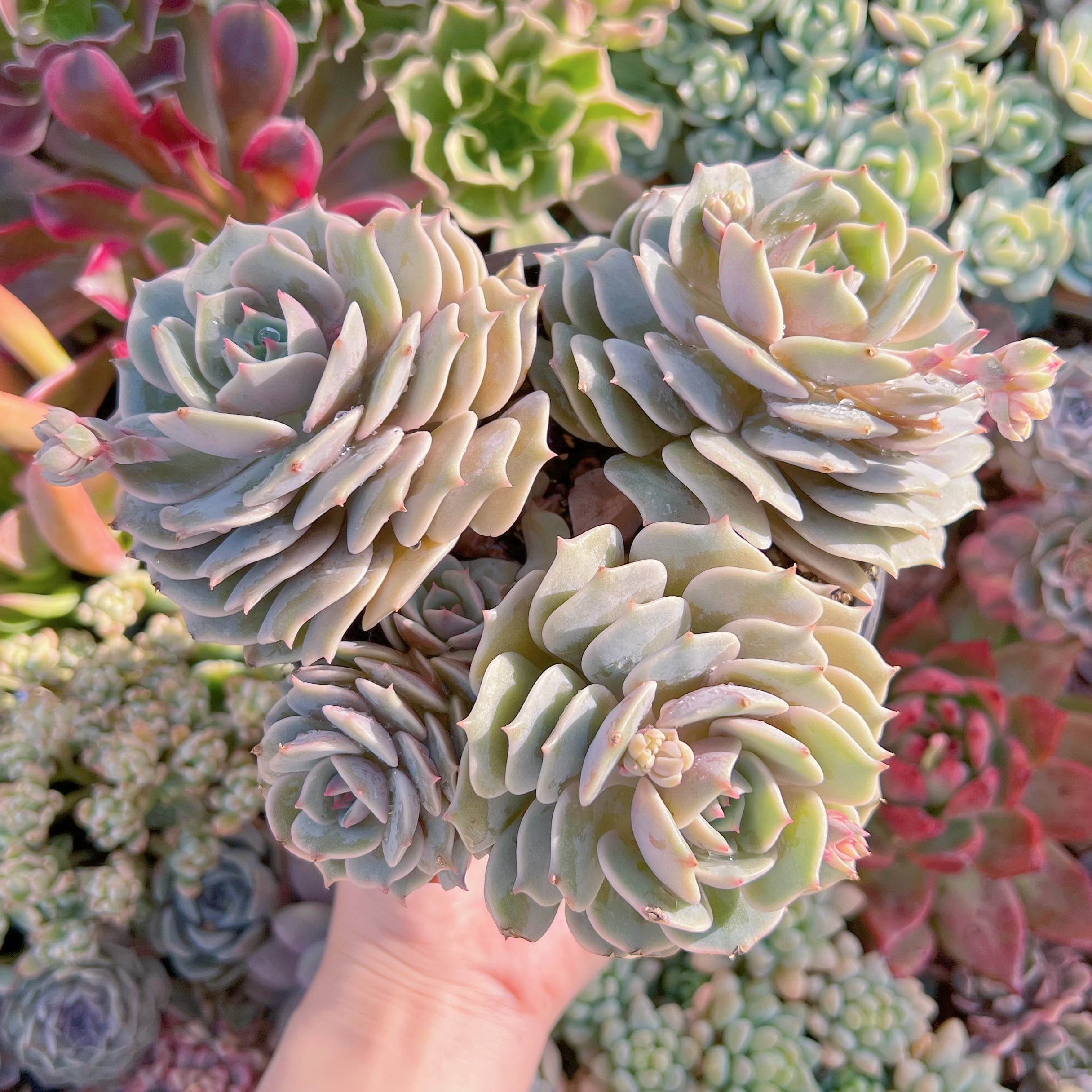 現品　ローラ#260　特大群生　新入荷　るる農園