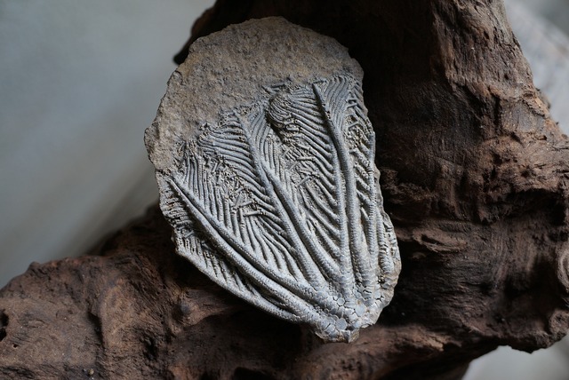 ウミユリ化石 Crinoid Fossil 2