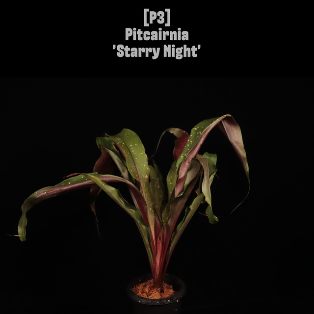 【reserved】Pitcairnia 'Starry Night'〔ピトカイルニア〕現品発送P4