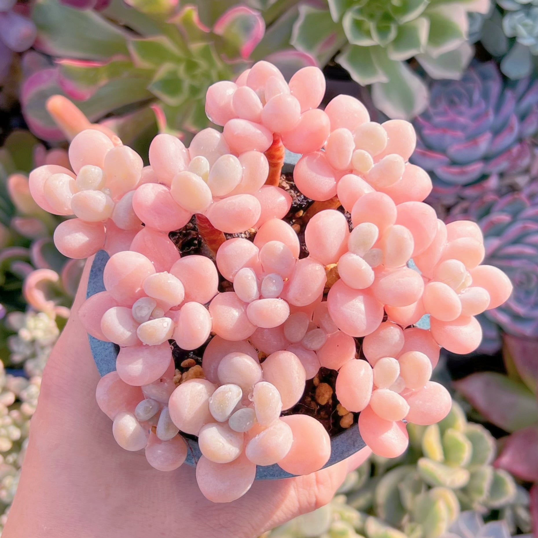 現品　ジャポン玉#768　るる農園