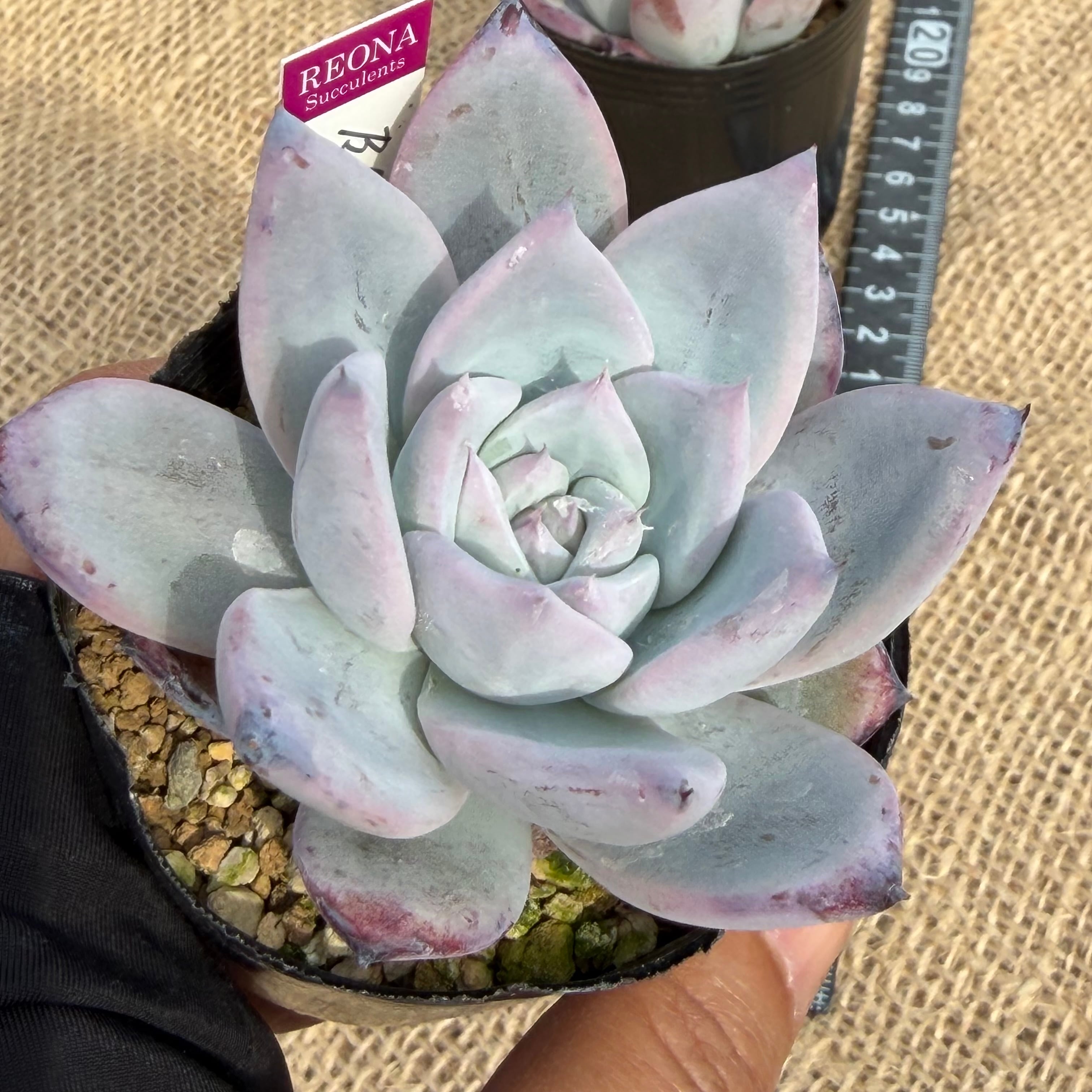 ブラックサバス コロラータ ルーフ2苗セット 管理番号5 | REONA Succulents