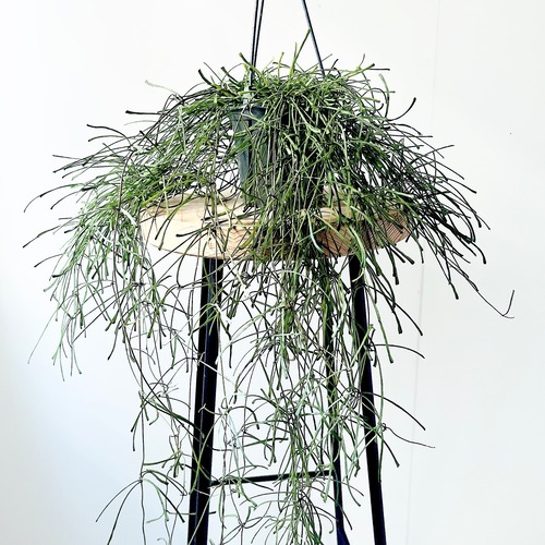 Hoya ホヤレツーサ ふさふさワサワサ ボリューム＆ロング丈 観葉植物 吊り