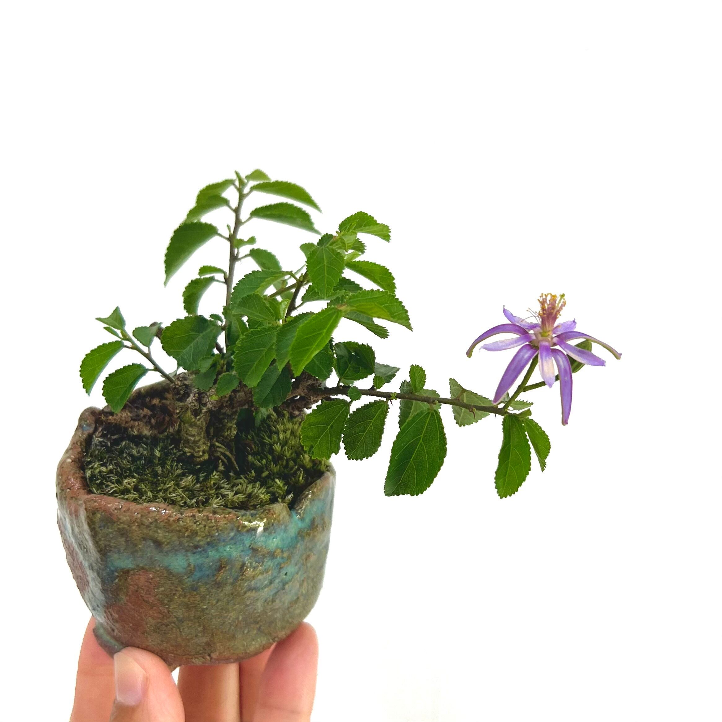 真柏 石付き盆栽｜山景を感じる一点物｜高さ約17cm | BONSAI Labo