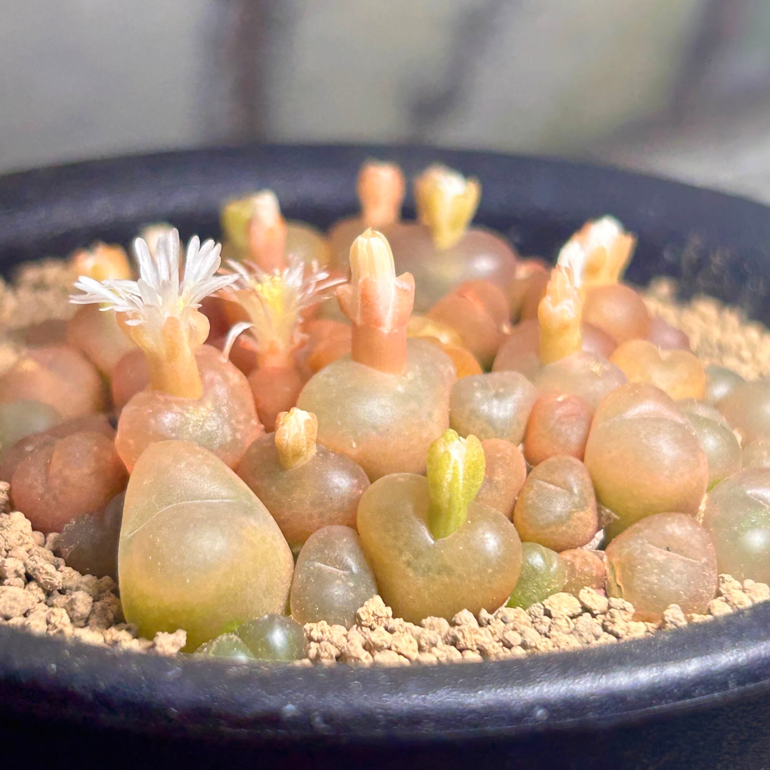 コノフィツム | RuPo 多肉植物専門店