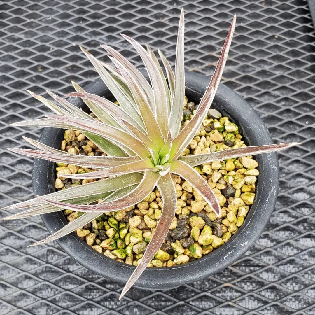 ディッキア　ワサビ⑦　格安　　 その他ハイブリッド | レアプランツ通販サイトPlants Maniax（プランツ