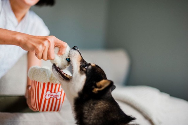 【Play】Hollywoof Cinema Poppin' Pupcorn