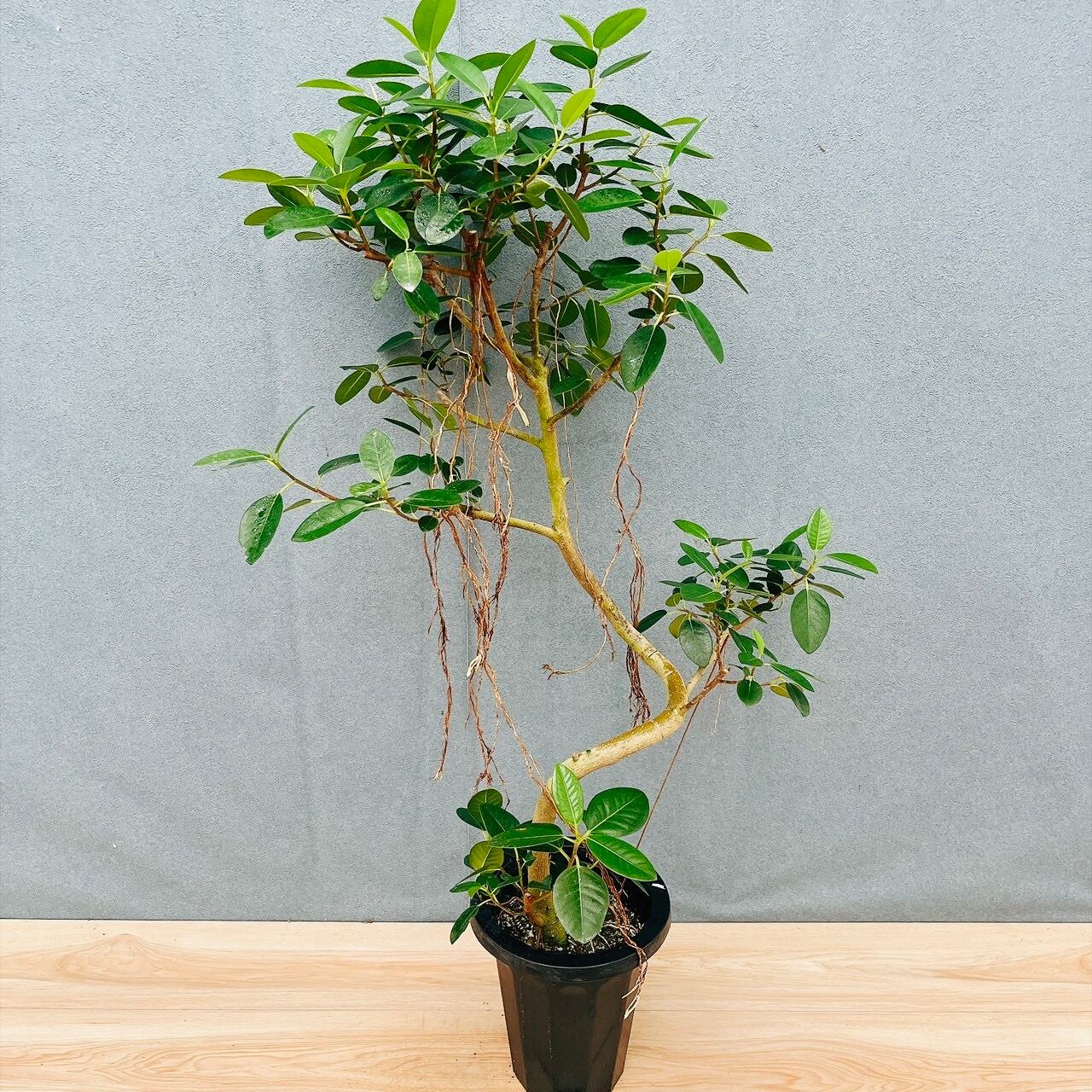 現品］☆珍しい☆ 19番 トックリキワタ 8号 南米桜 観葉植物 レア 徳利