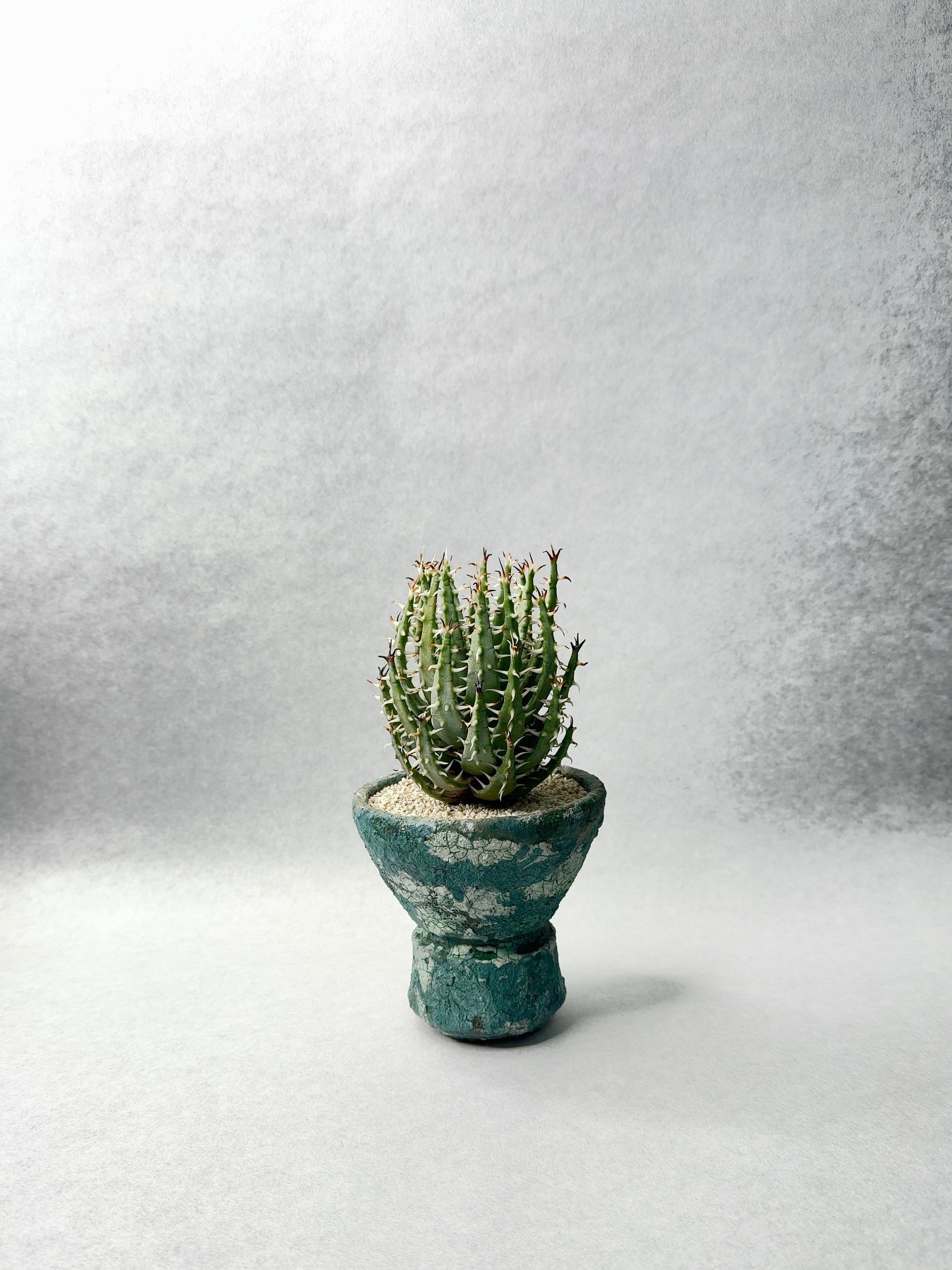 アロエ・エリナケア | trigger