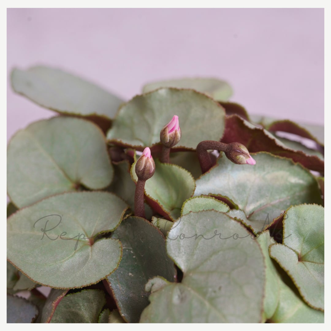 シクラメン:プラチナリーフ・アフロディーテ(3号):シルバーリーフ 長谷川園芸 ガーデンシクラメン 半耐寒性 銀葉 鉢植え 寄せ植え プランター 花壇 グラデーション