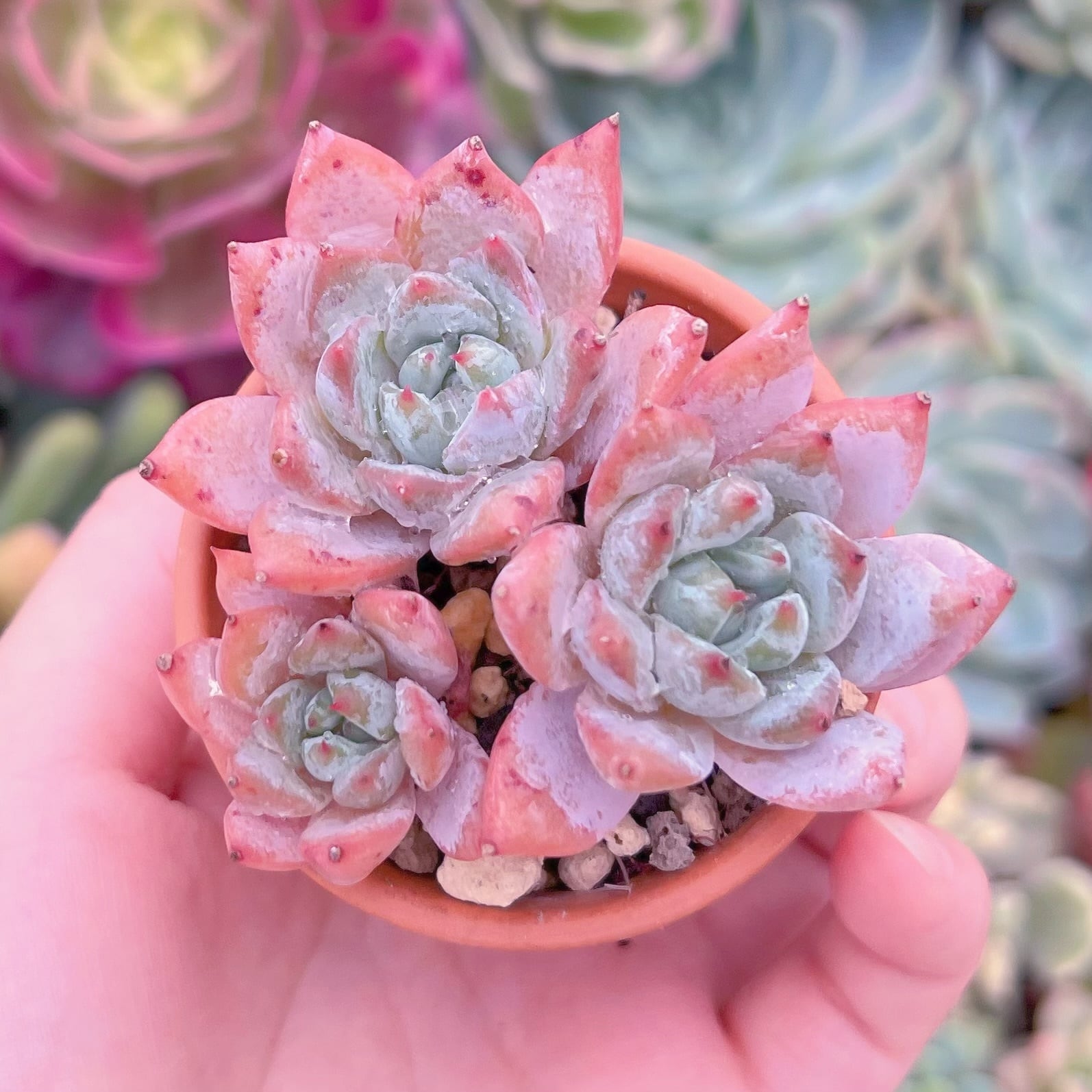 現品　Blue Bird群生#597　るる農園