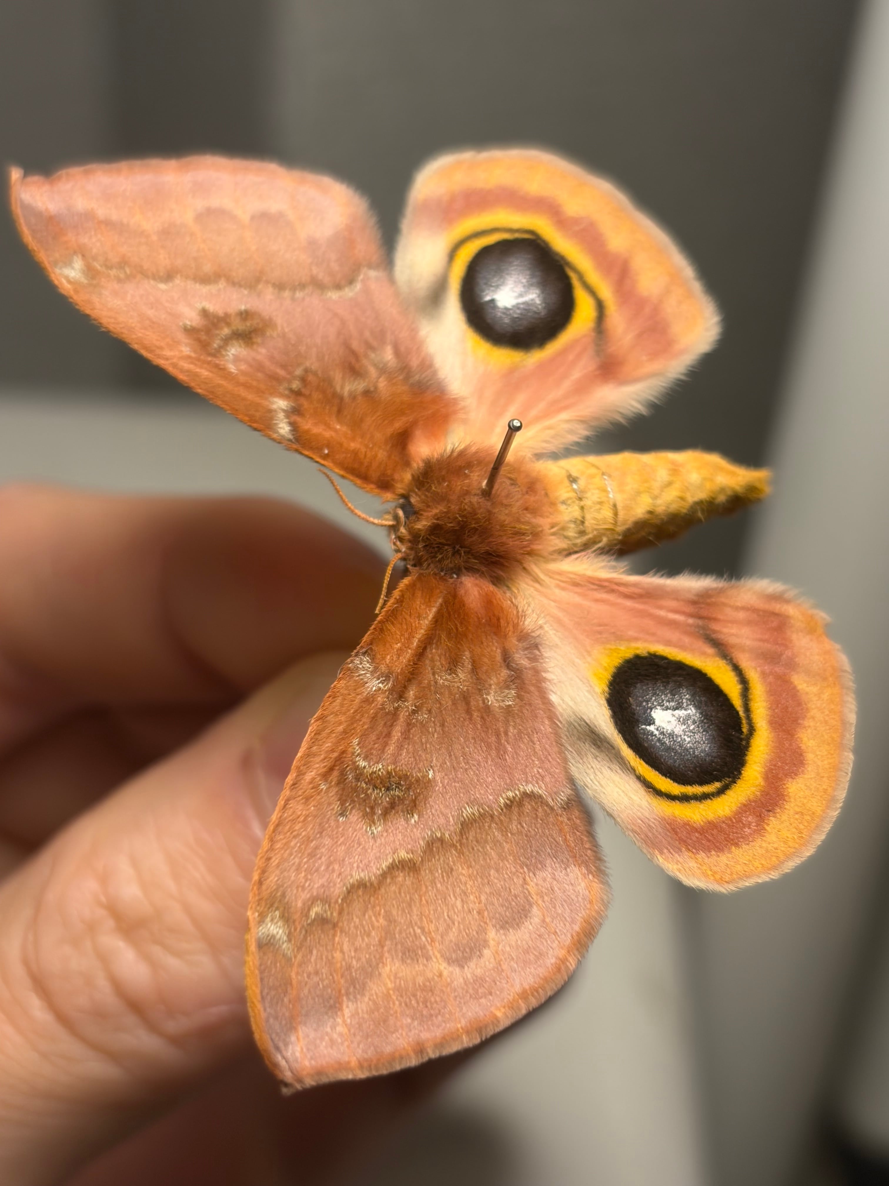 イオメダマヤママユ 標本 Automeris io ヤママユガ 外国産蛾標本