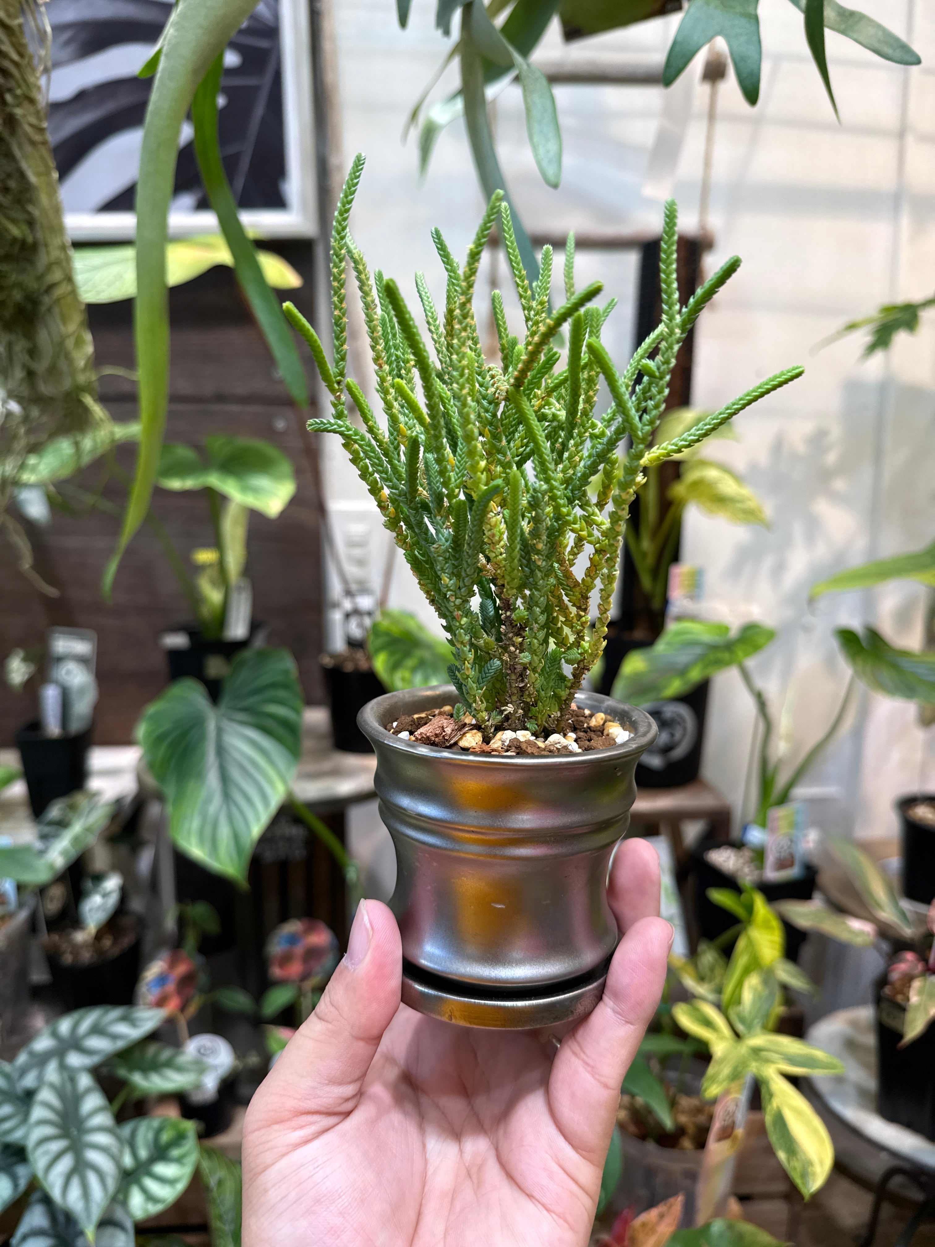 ②(ミニ観葉鉢植えセット) クラッスラ 若緑 | Gardenえん 【観葉熱帯植物】