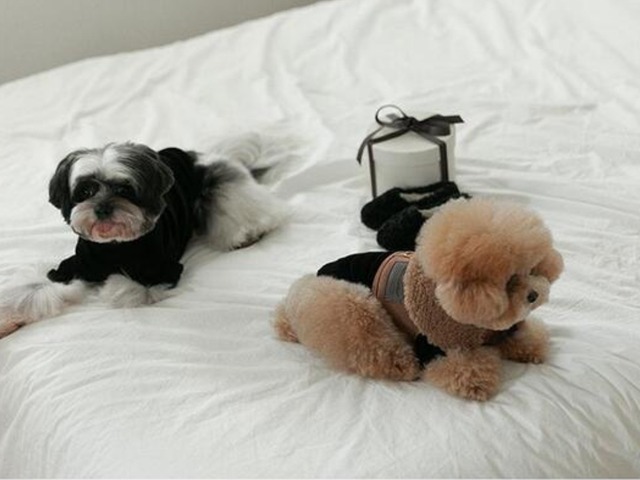 〈 即納アイテム 〉Rolling PEPE Tシャツ / ニュートロTシャツ (ブラック) Mサイズ