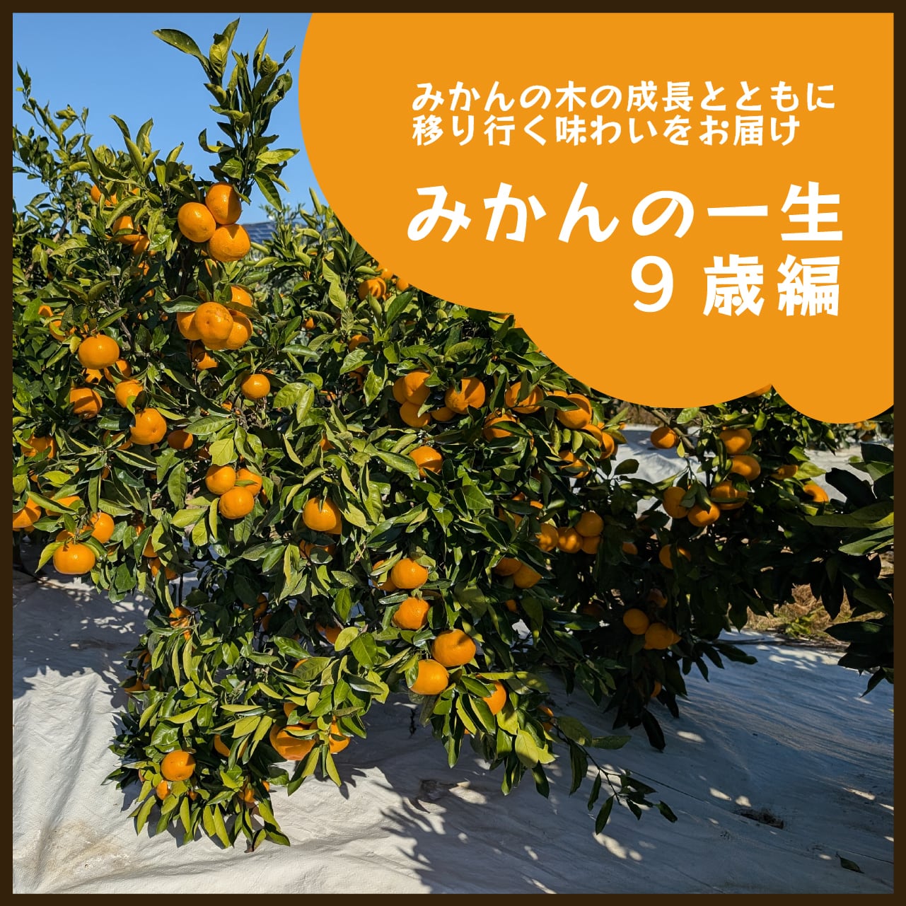みかんの一生9歳編 5kg(送料無料)｜みかんの木の成長とともに移り行く