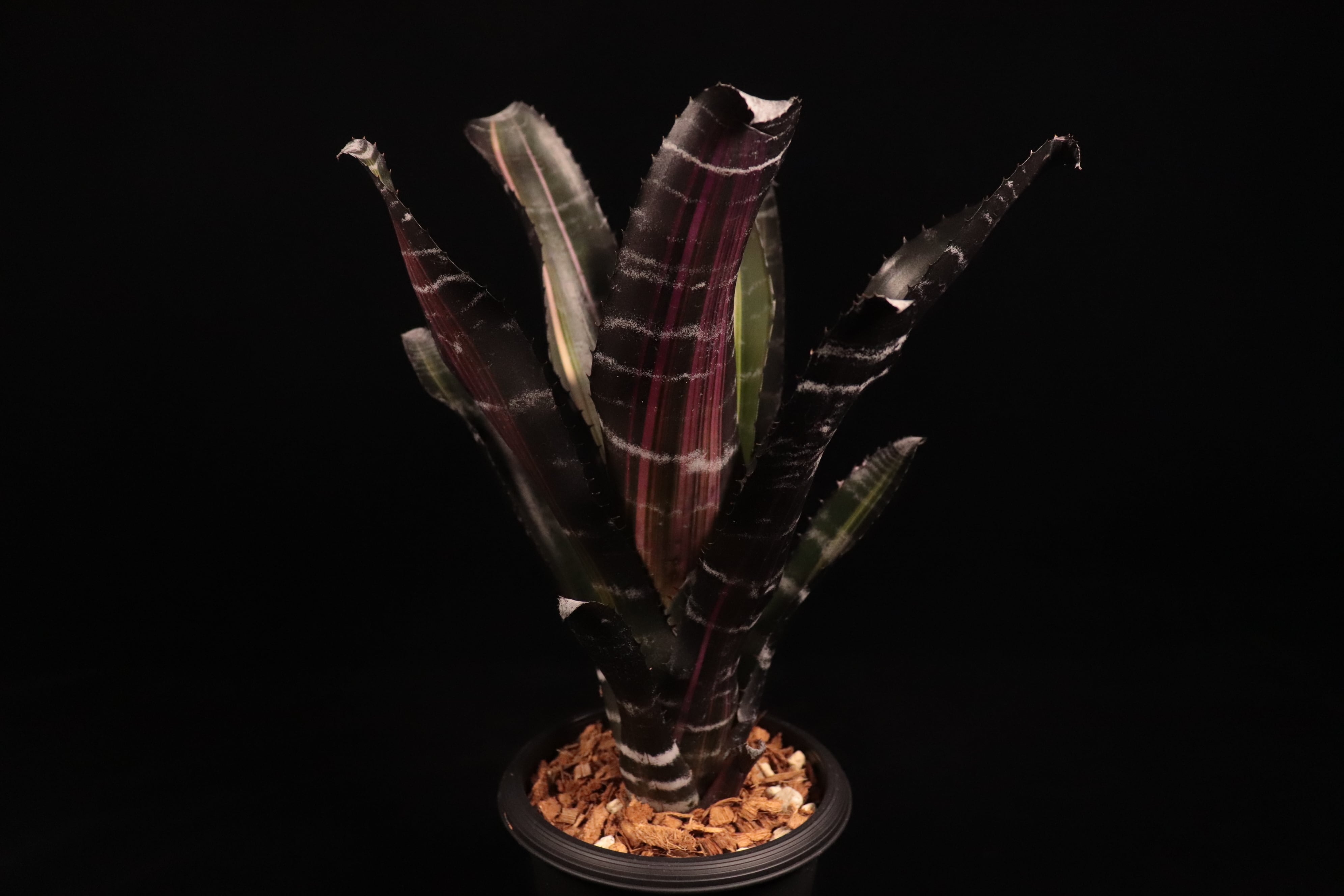 ブロメリア・エアープランツ Aechmea Robert Menescal Aechmea 'Roberto Menescal'〔エクメア〕A204 | plane plants