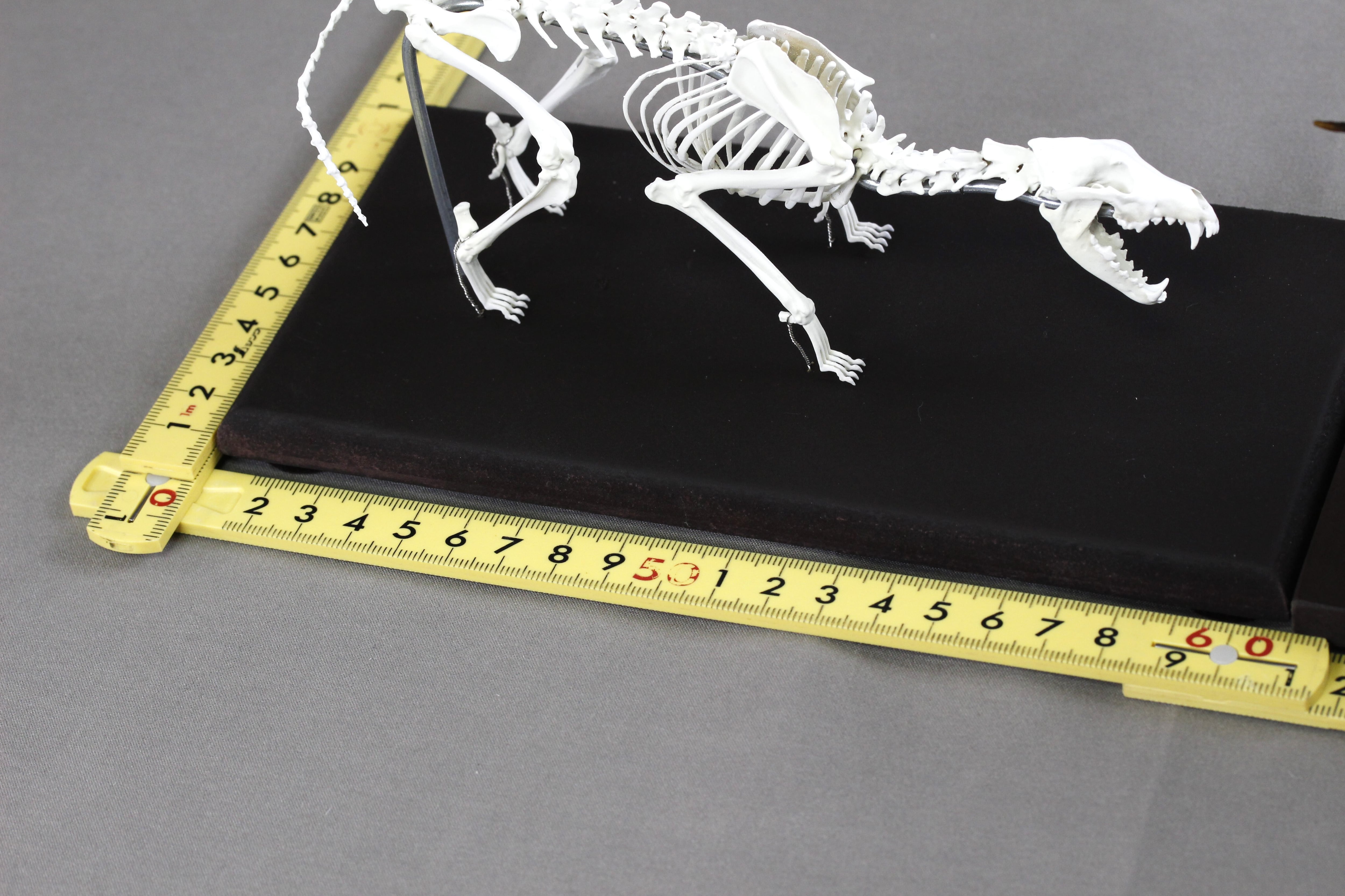 闘うニホンジカとニホンオオカミ 縮小全身骨格模型【ジオラマ風】 | PAY ID