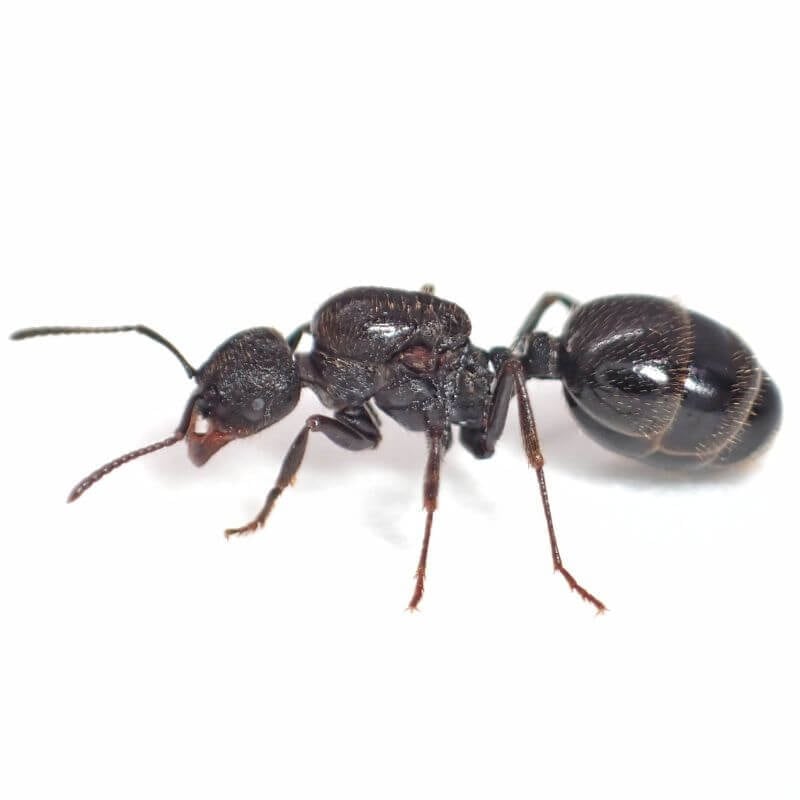 クロナガアリ｜女王3匹～｜Messor aciculatus | あり巣 in underground