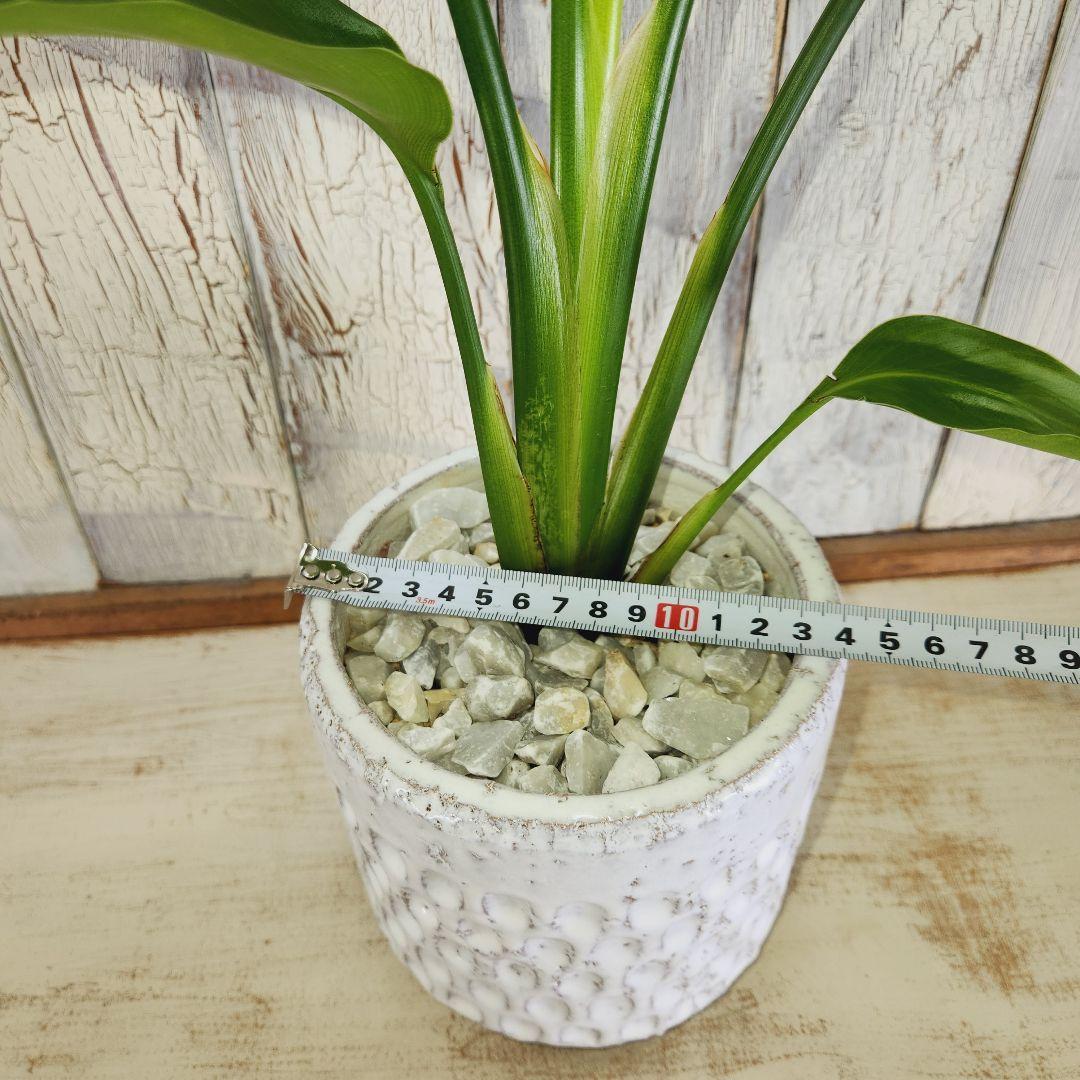 観葉植物 ストレリチア オーガスタ | 陽華園