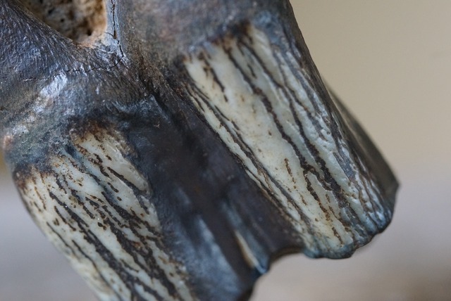 草食動物 歯化石　Tooth Fossil A