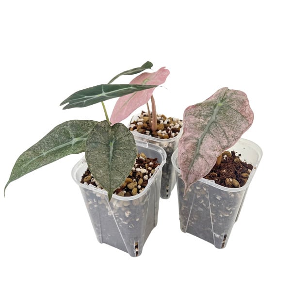 アロカシア アマゾニカ ミント斑入り 3号 幼苗 ネガミエル Alocasia