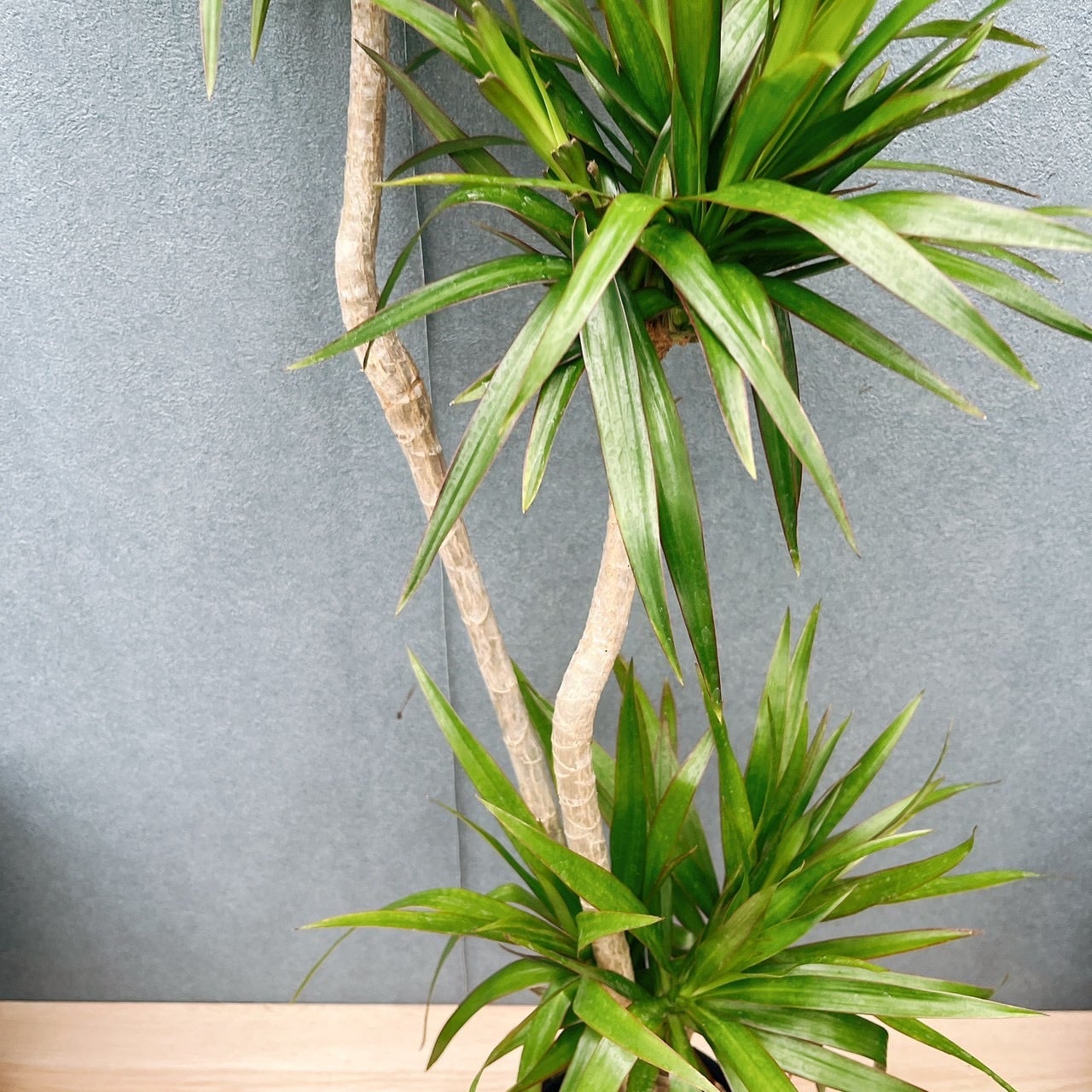 現品］【希少】15番 ドラセナ ナビー 6号 観葉植物 大型 室内 おしゃれ