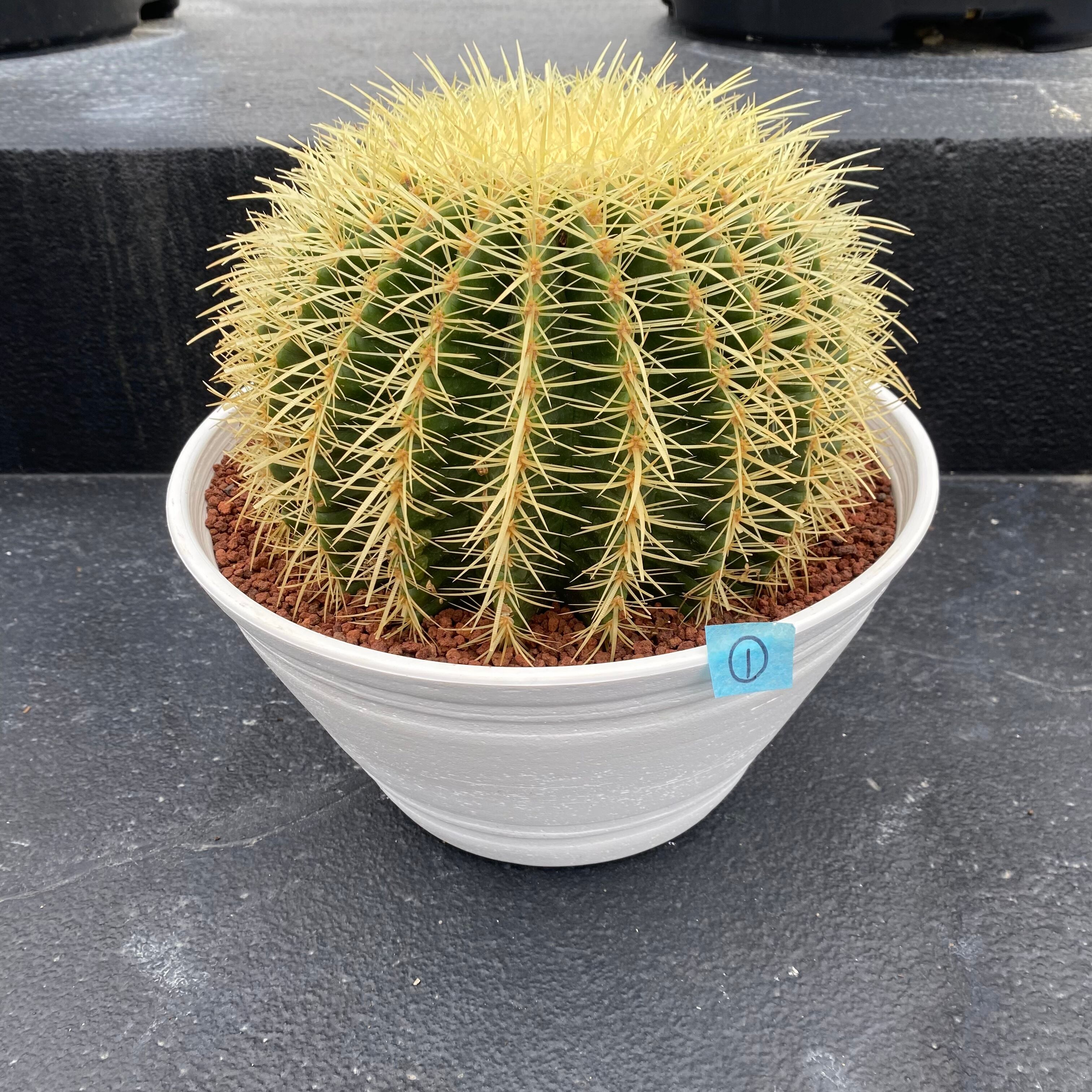 さぼてん村 金鯱 11号