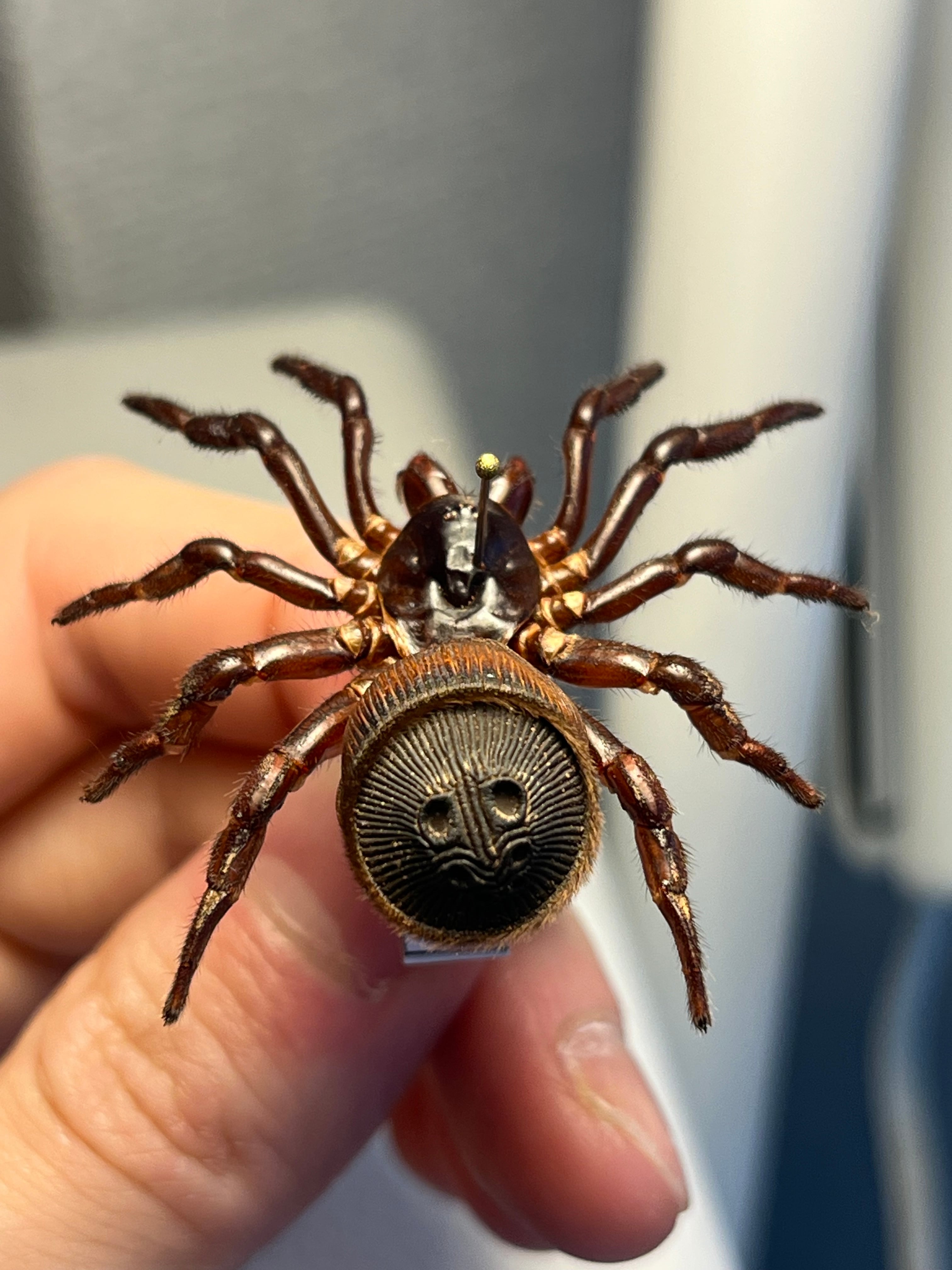 トゥルースパイダー | オモニキチュウ