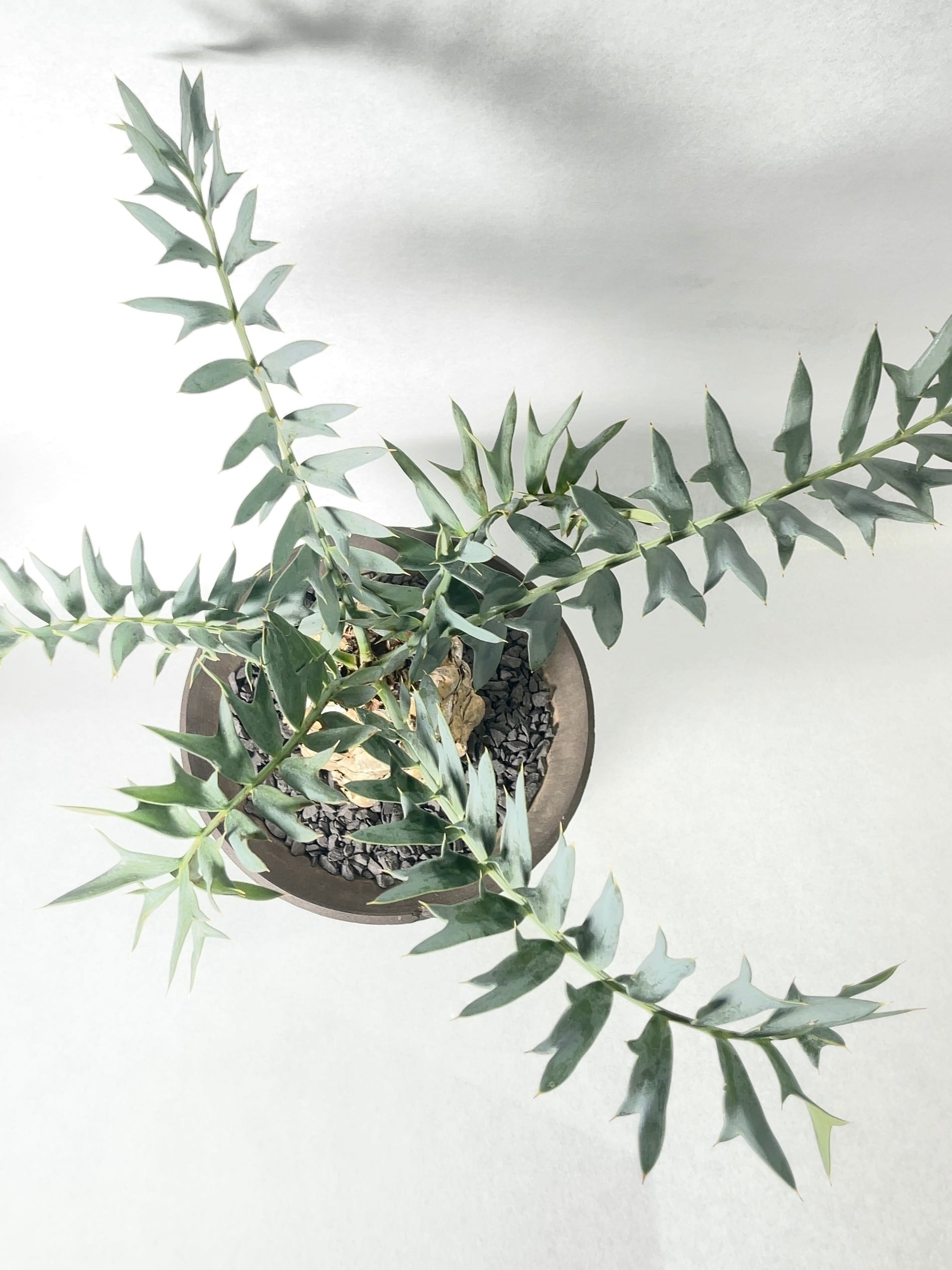 エンセファラルトス・ホリダス | trigger