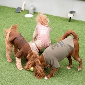 38DOG LOGO EMBROIDERY TEE / KAHKI
