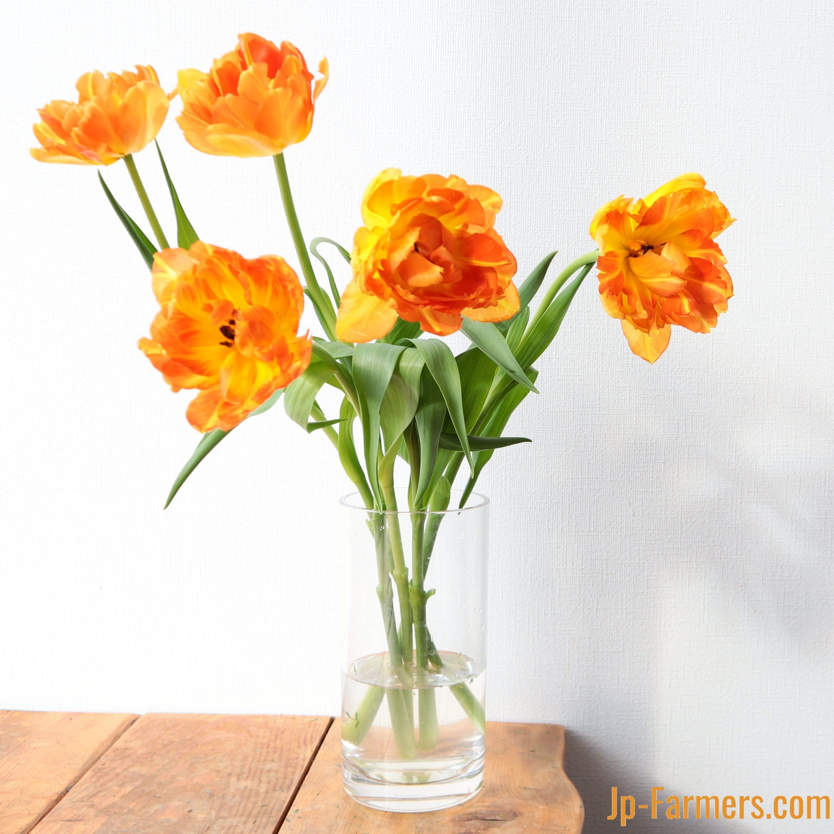 人気！ 八重咲きチューリップ オレンジ色 | 新鮮お花問屋 Jp-Farmers.com