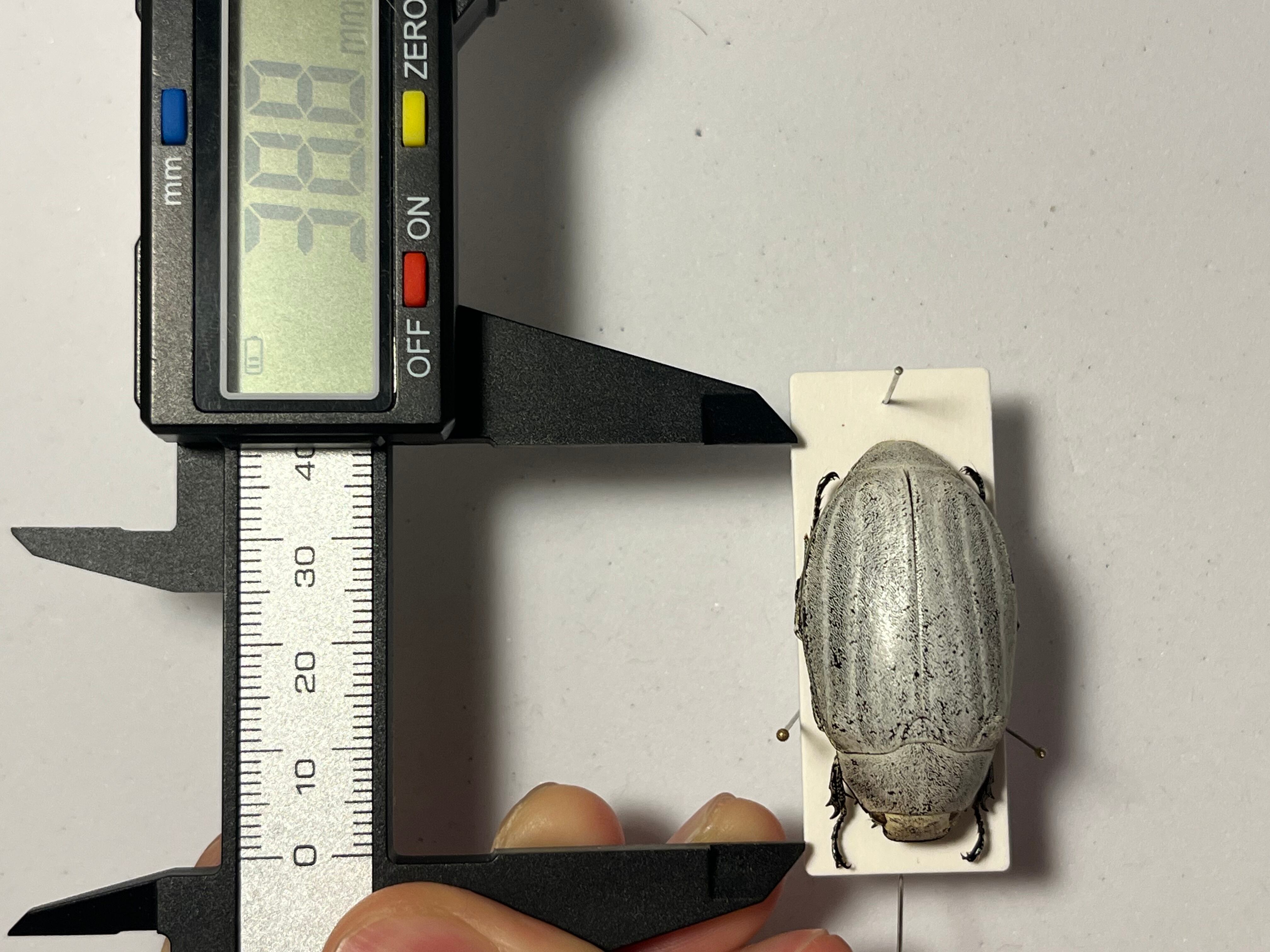 38mm】マッシロコガネ Cyphochilus 地球上で最も白い生物 プラチナ